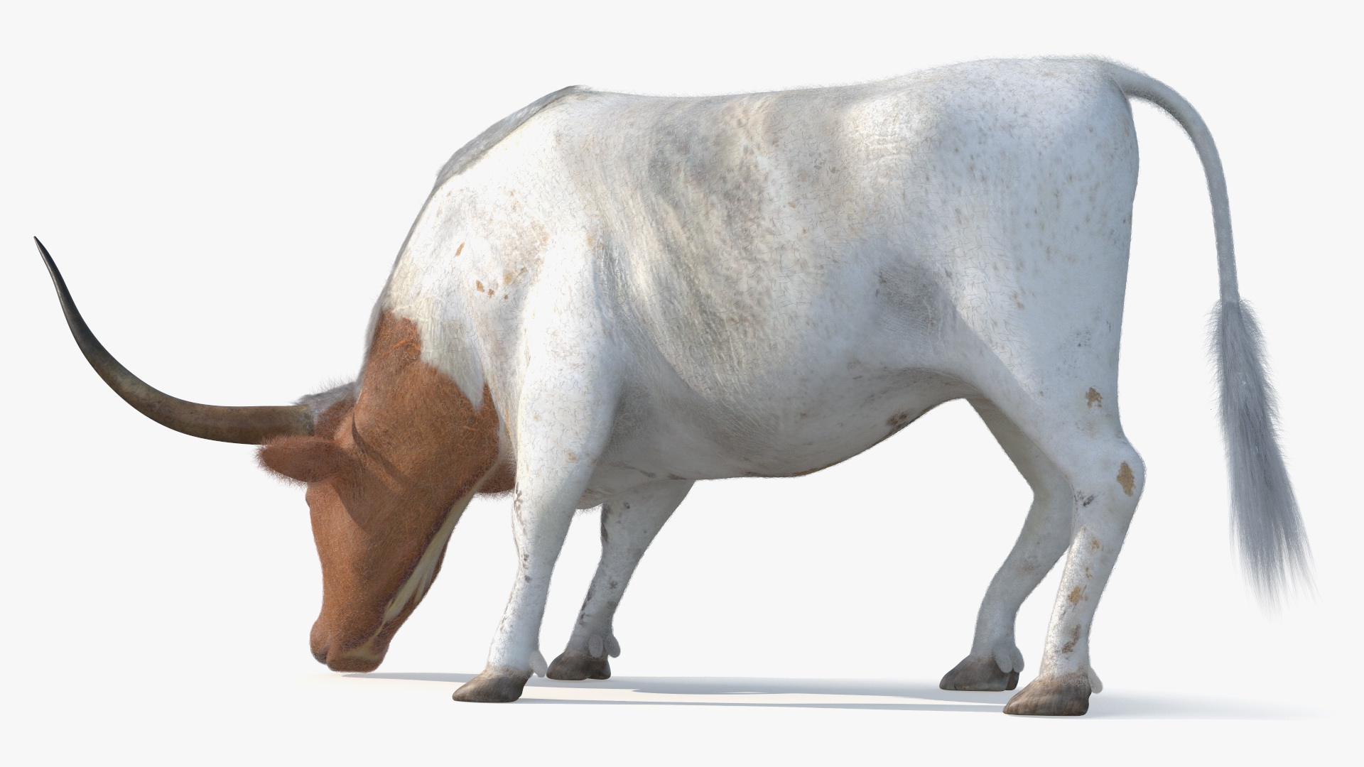 Texas Longhorn Cattle White Color Fur 3D