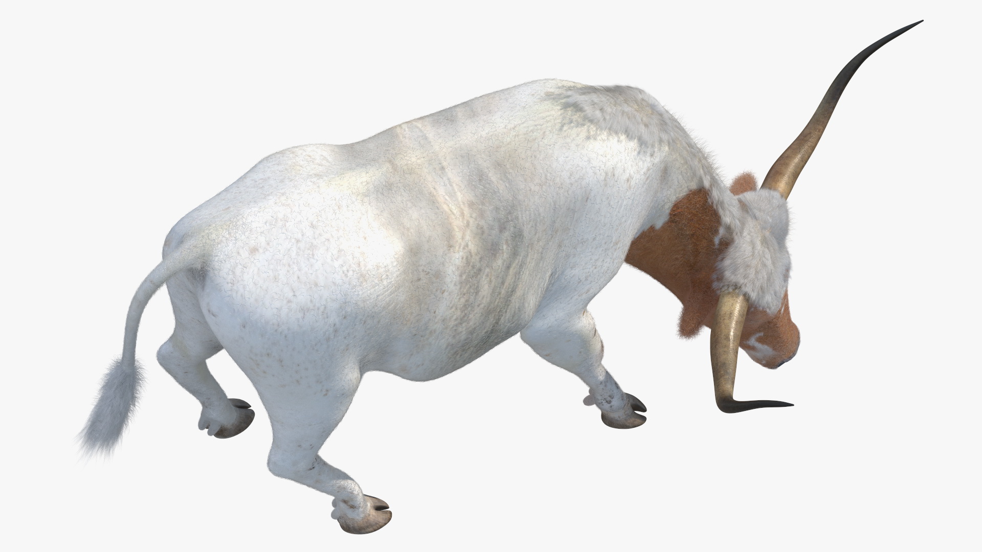 Texas Longhorn Cattle White Color Fur 3D