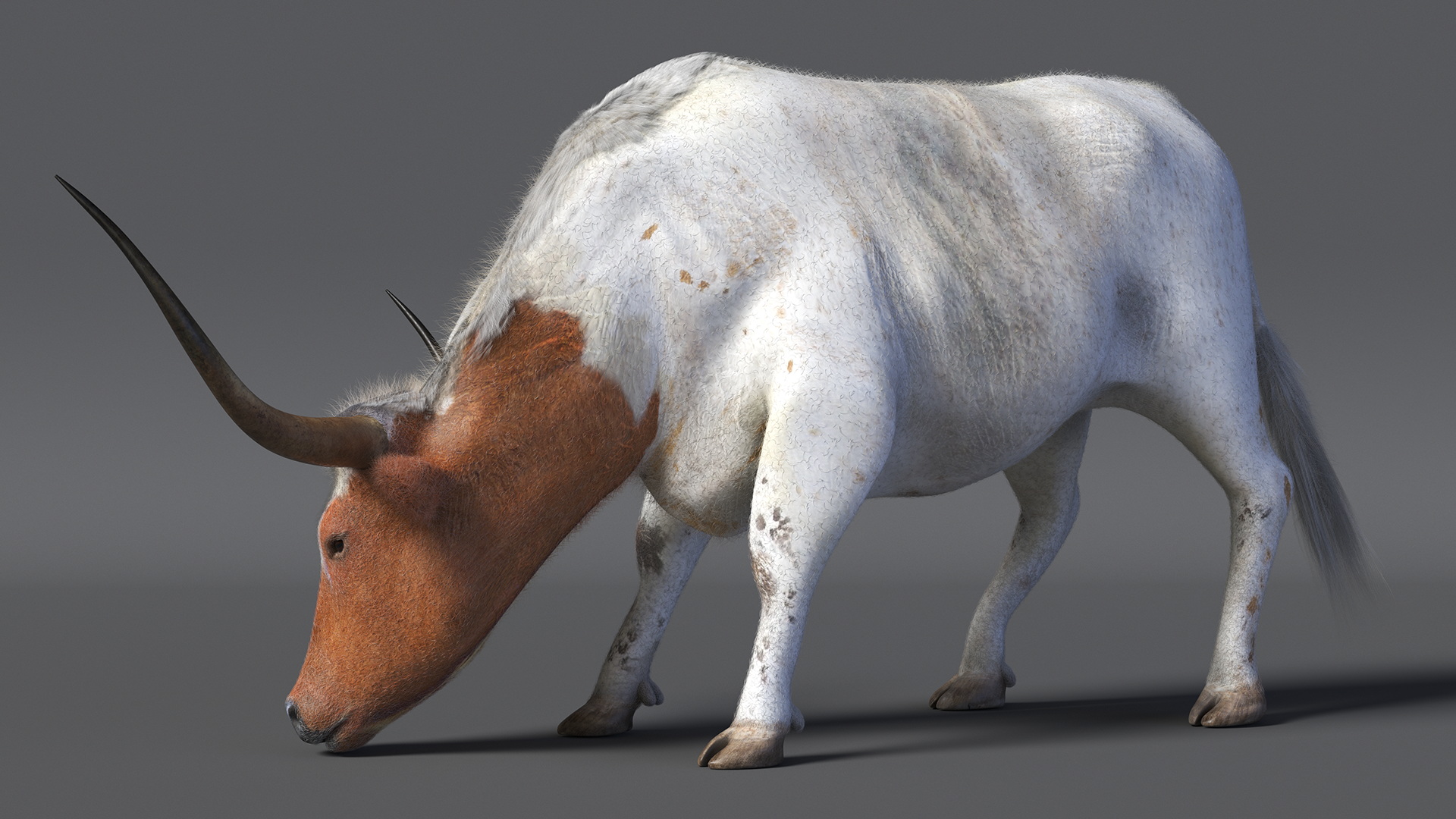 Texas Longhorn Cattle White Color Fur 3D