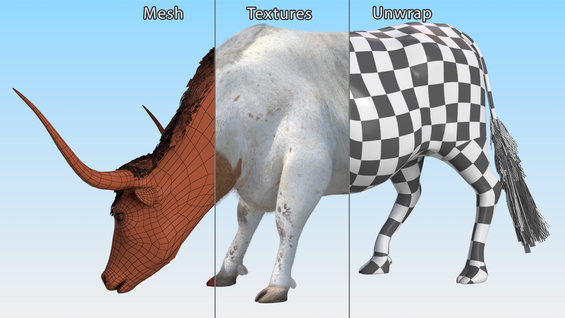 Texas Longhorn Cattle White Color Fur 3D