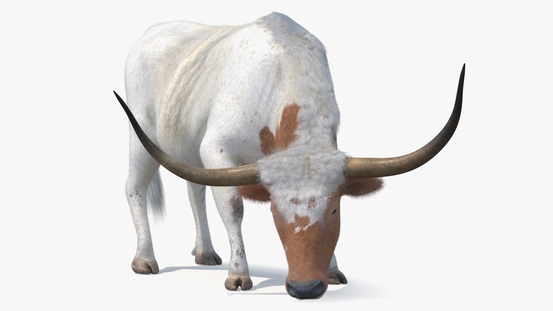 Texas Longhorn Cattle White Color Fur 3D