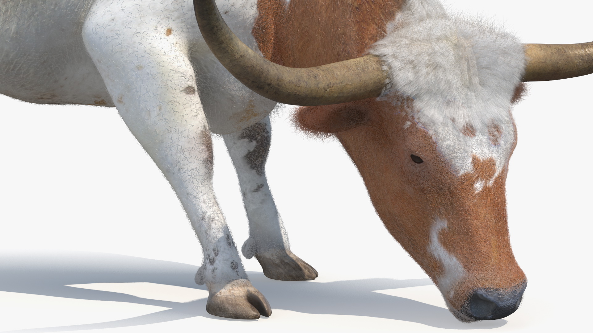 Texas Longhorn Cattle White Color Fur 3D