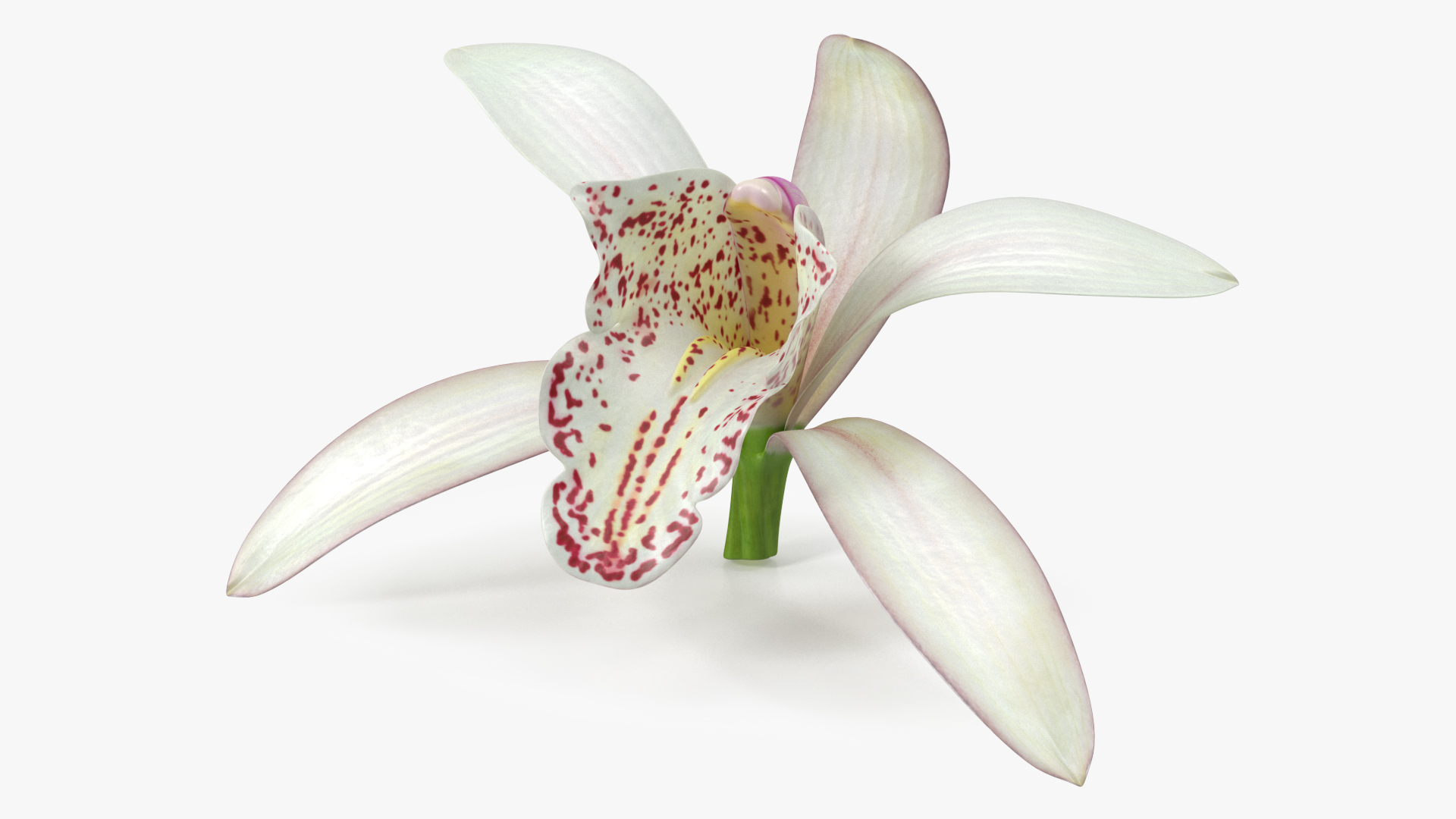 Cymbidium Orchid Flower White 3D model
