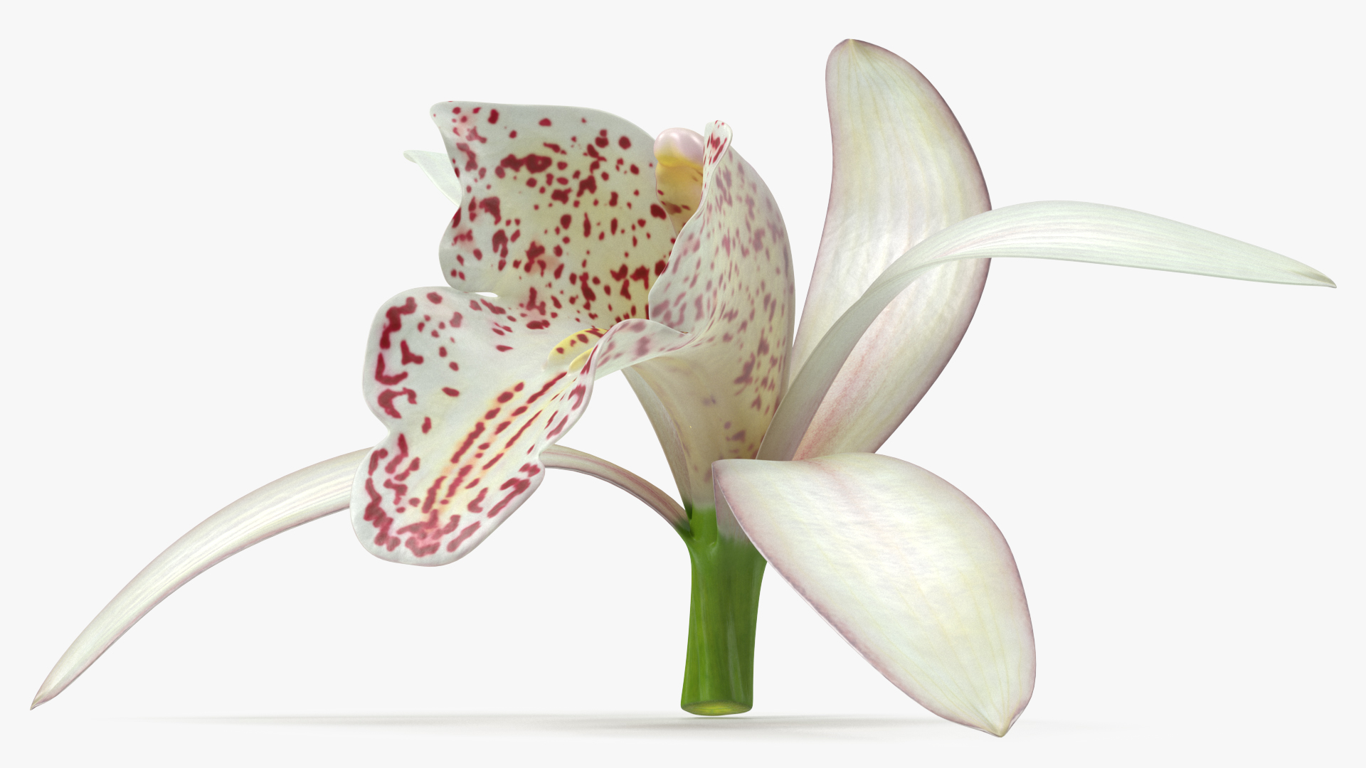 Cymbidium Orchid Flower White 3D model
