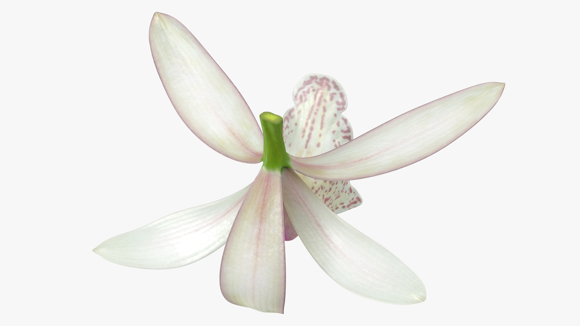Cymbidium Orchid Flower White 3D model