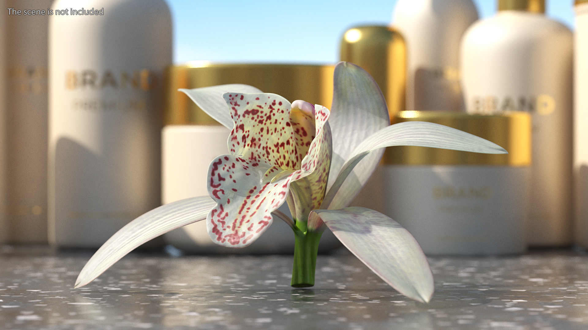 Cymbidium Orchid Flower White 3D model