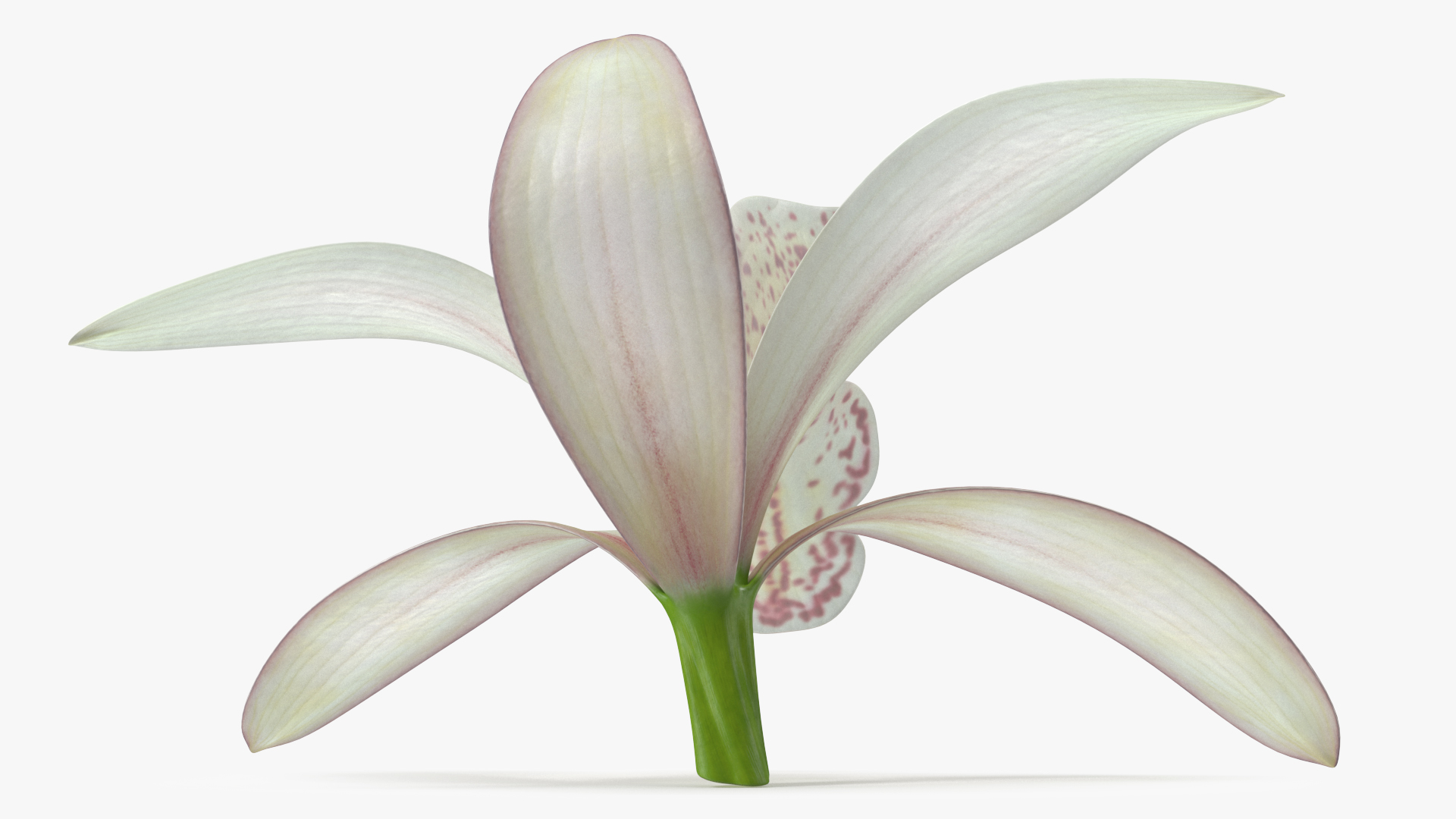 Cymbidium Orchid Flower White 3D model