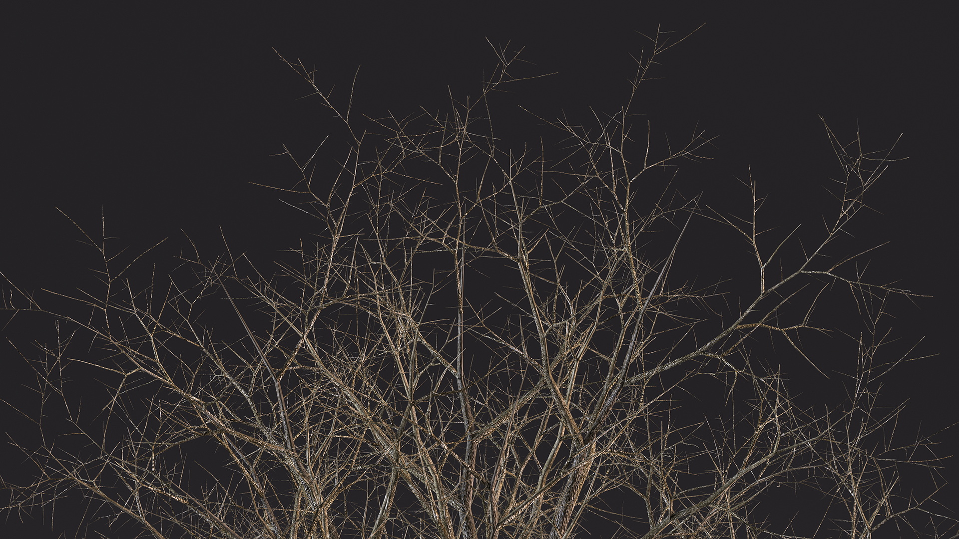 Leafless Bare Oak Tree 3D