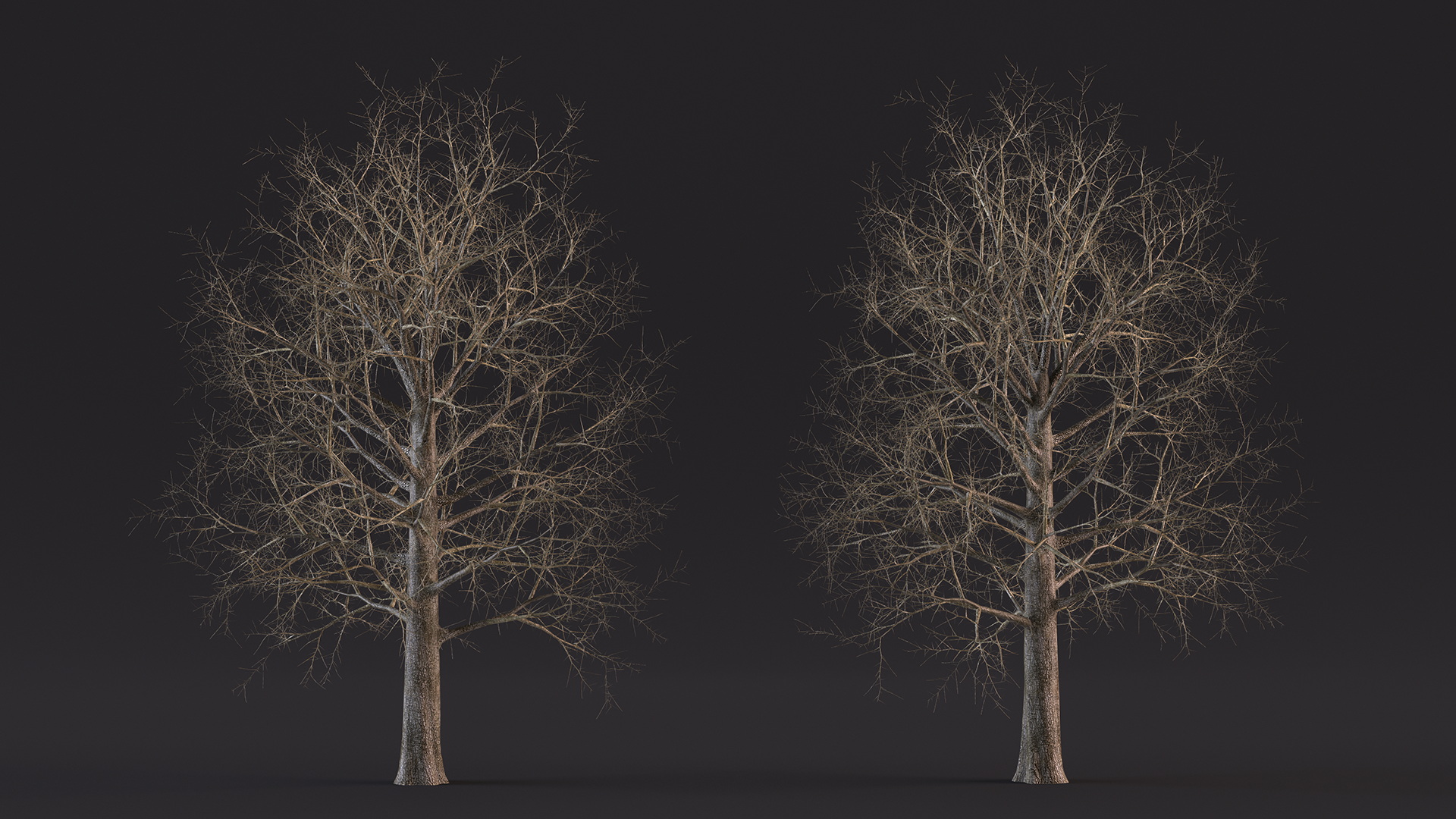 Leafless Bare Oak Tree 3D