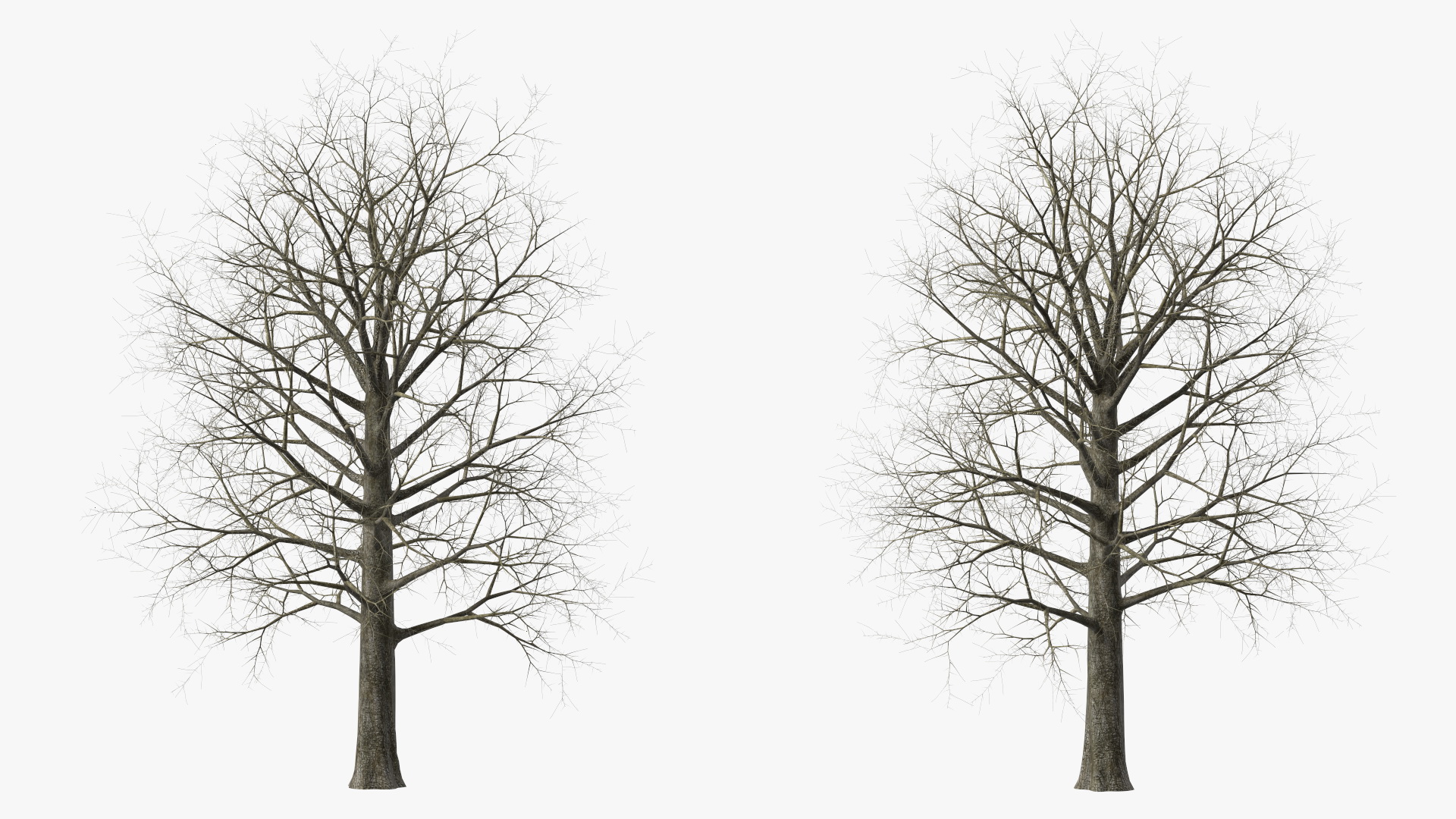Leafless Bare Oak Tree 3D
