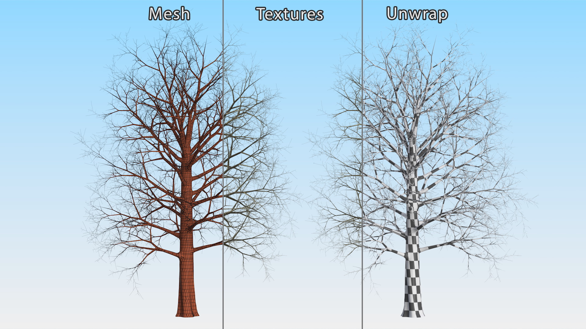 Leafless Bare Oak Tree 3D