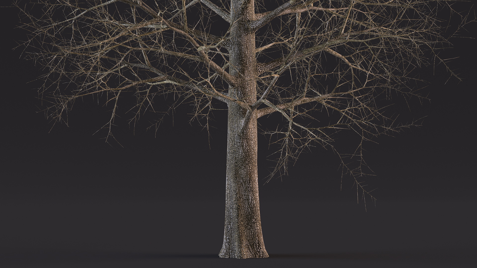 Leafless Bare Oak Tree 3D