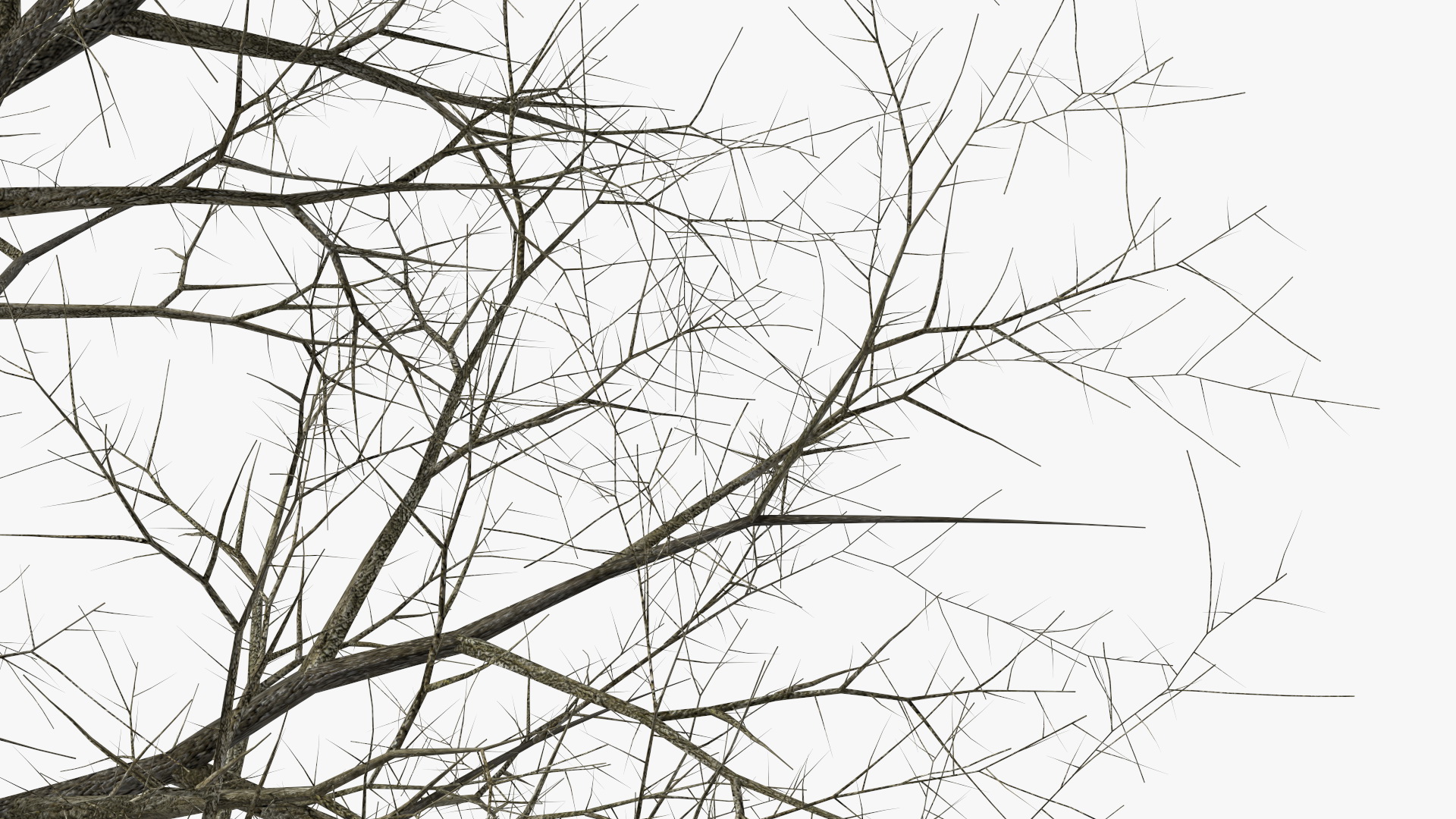 Leafless Bare Oak Tree 3D