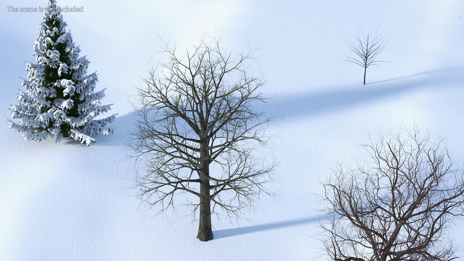 Leafless Bare Oak Tree 3D