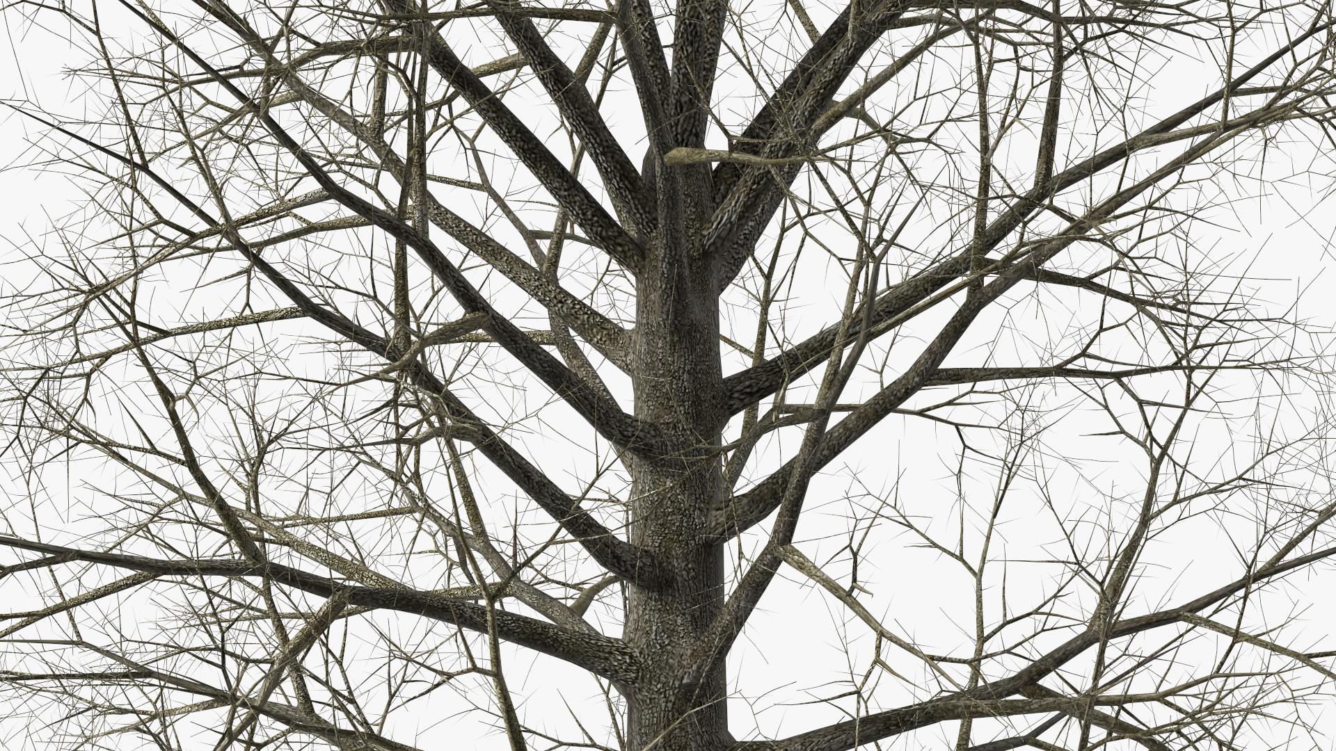 Leafless Bare Oak Tree 3D