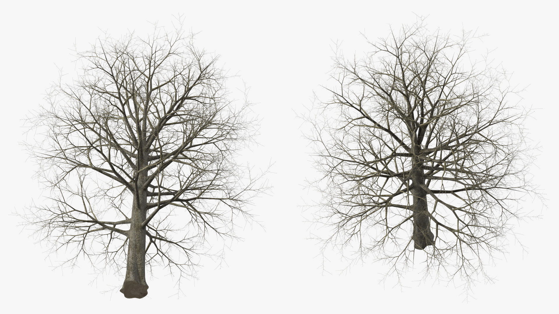 Leafless Bare Oak Tree 3D