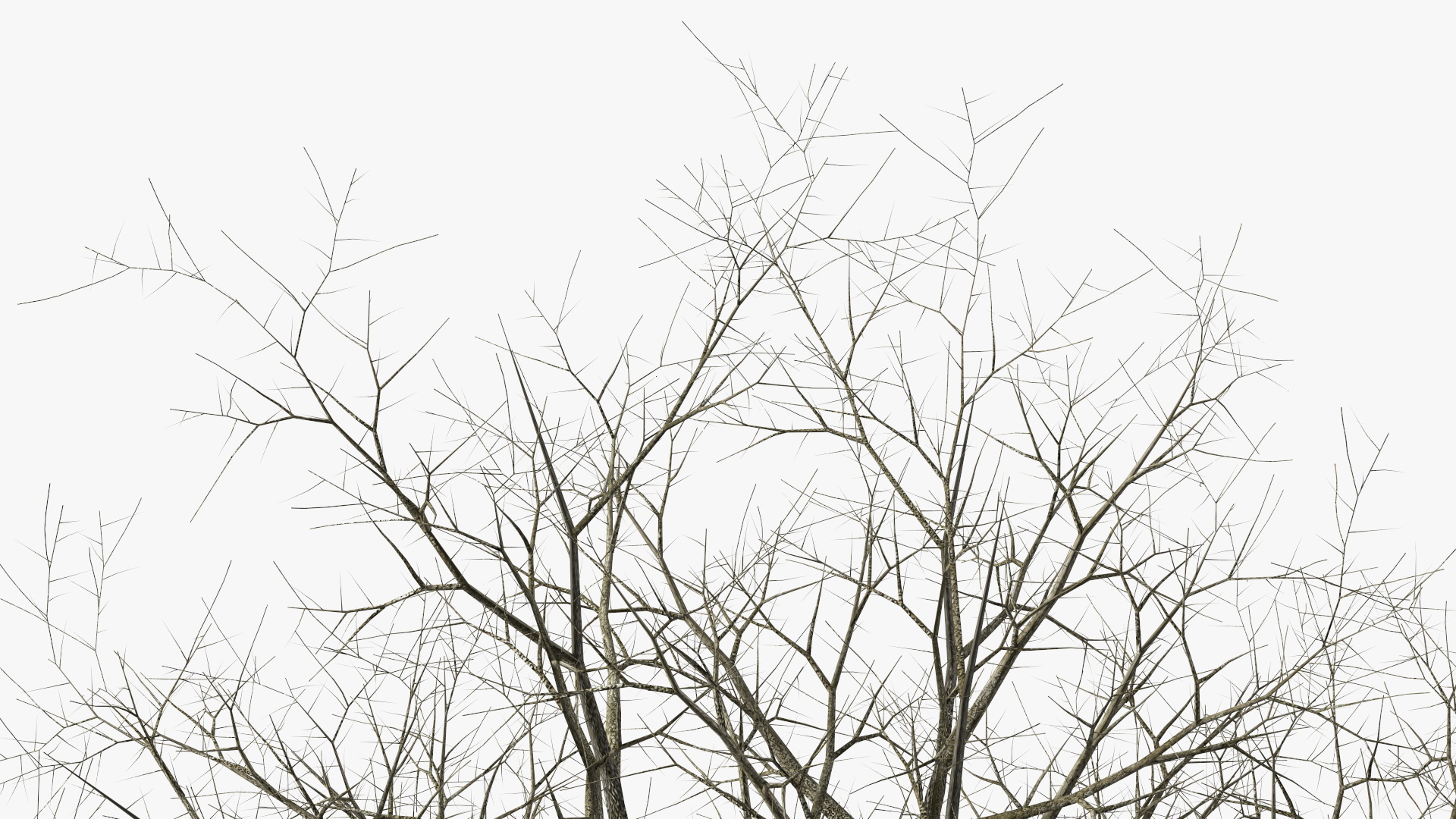 Leafless Bare Oak Tree 3D