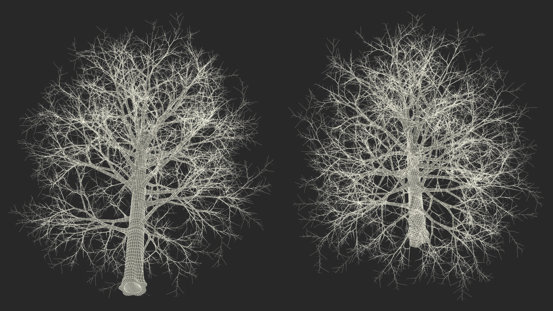 Leafless Bare Oak Tree 3D