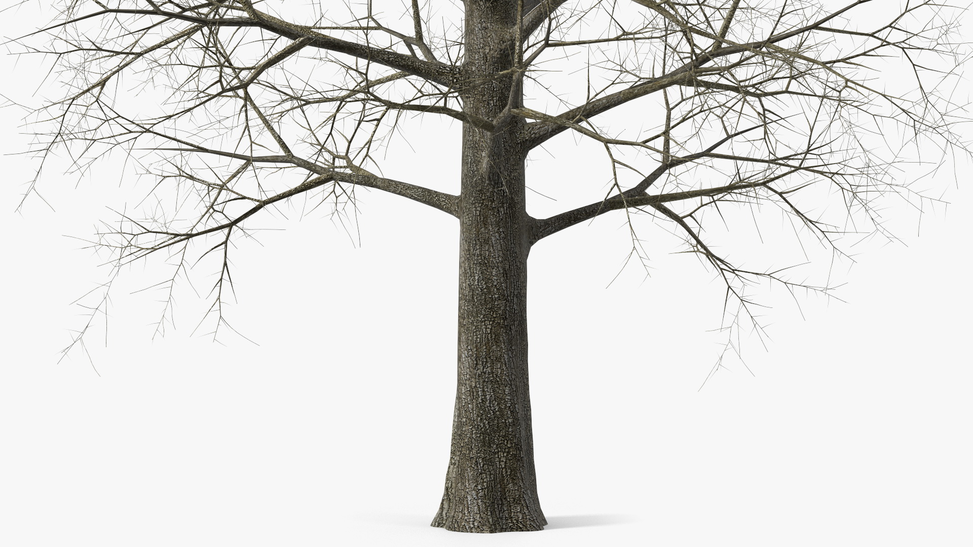 Leafless Bare Oak Tree 3D
