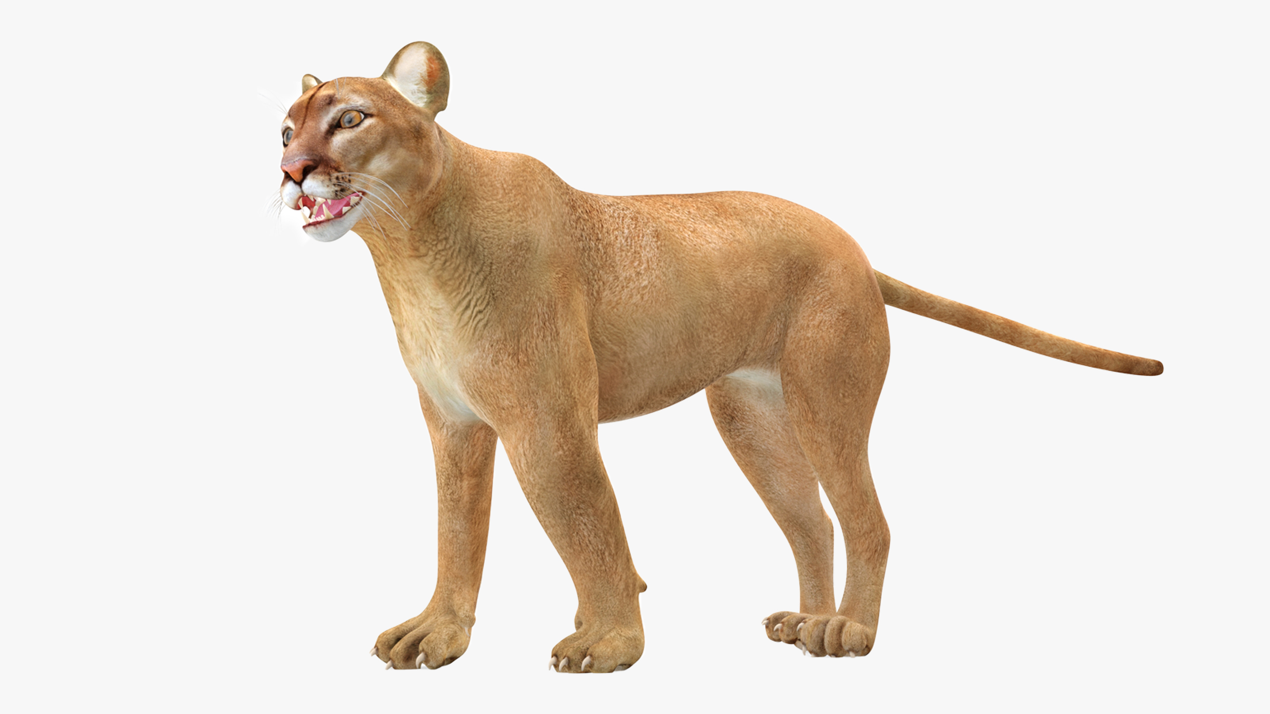 3D model Puma Rigged for Maya
