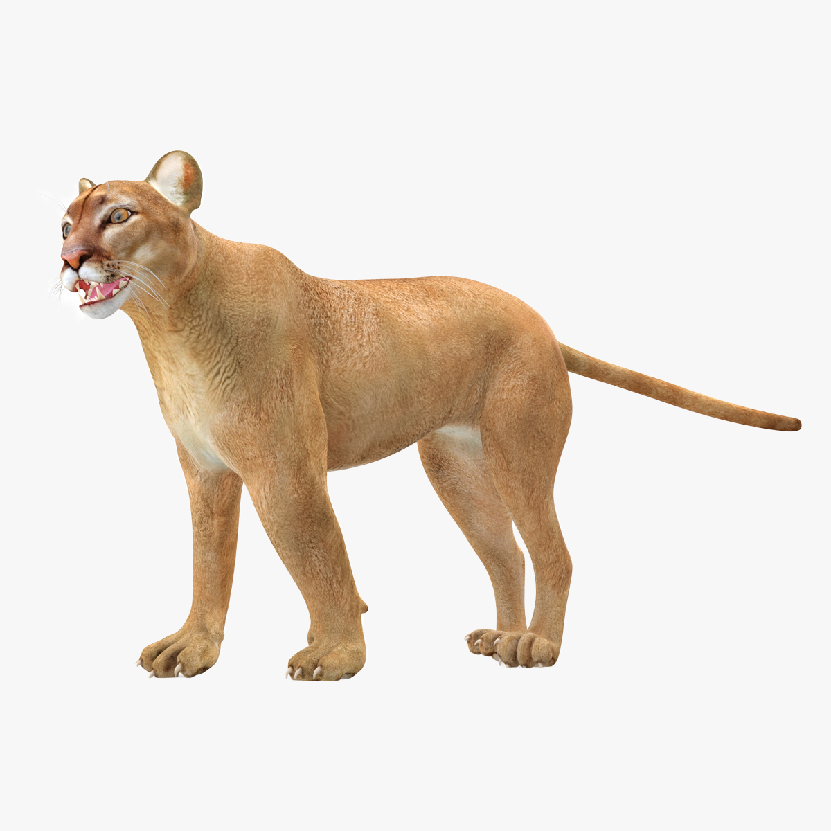 3D model Puma Rigged for Maya