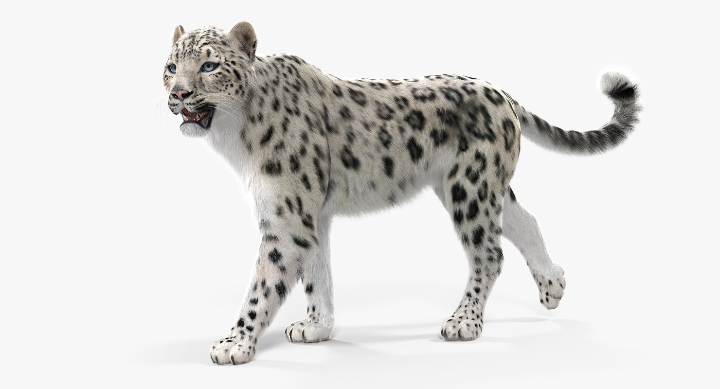 Snow Leopard Walking Pose with Fur 3D model