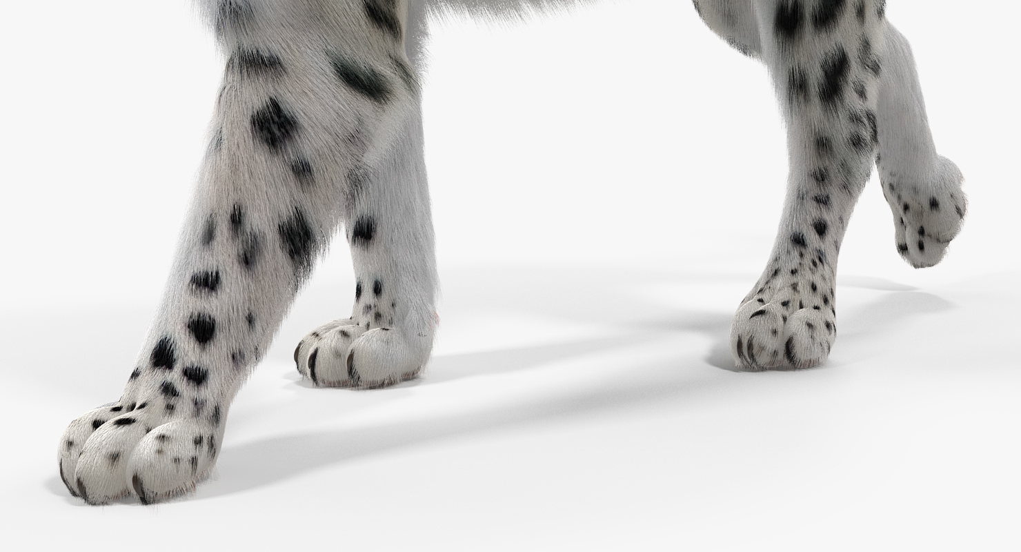 Snow Leopard Walking Pose with Fur 3D model