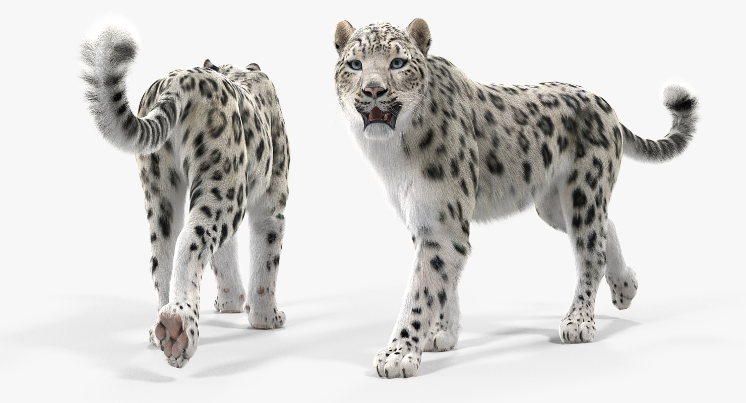 Snow Leopard Walking Pose with Fur 3D model