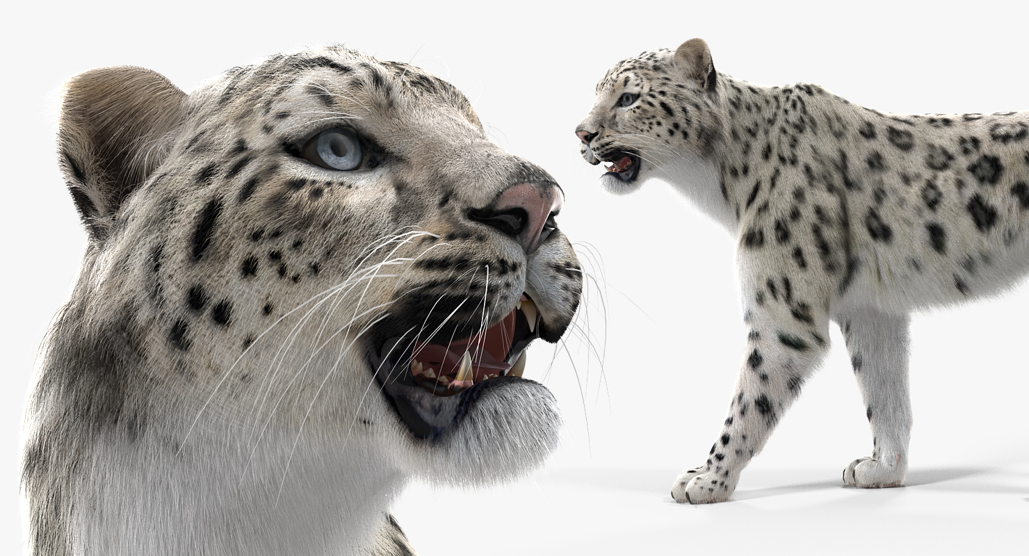 Snow Leopard Walking Pose with Fur 3D model