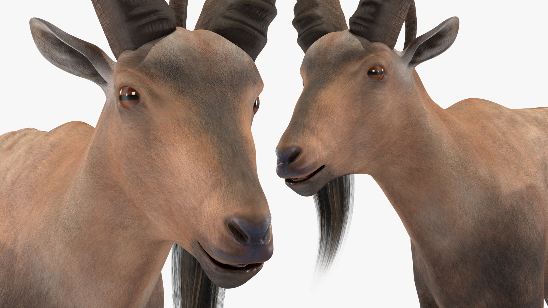 Alpine Ibex Rigged for Maya 3D