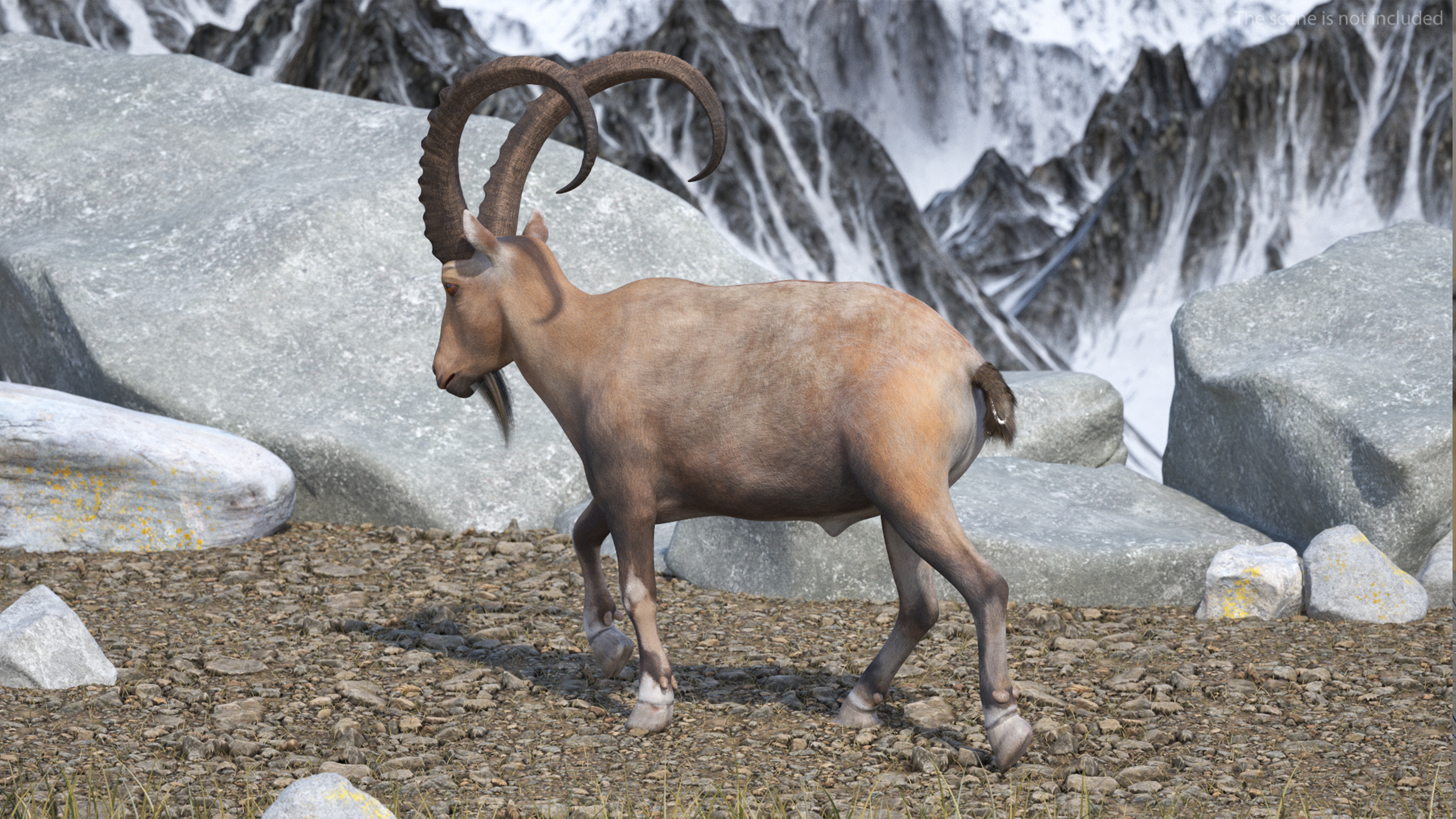 Alpine Ibex Rigged for Maya 3D