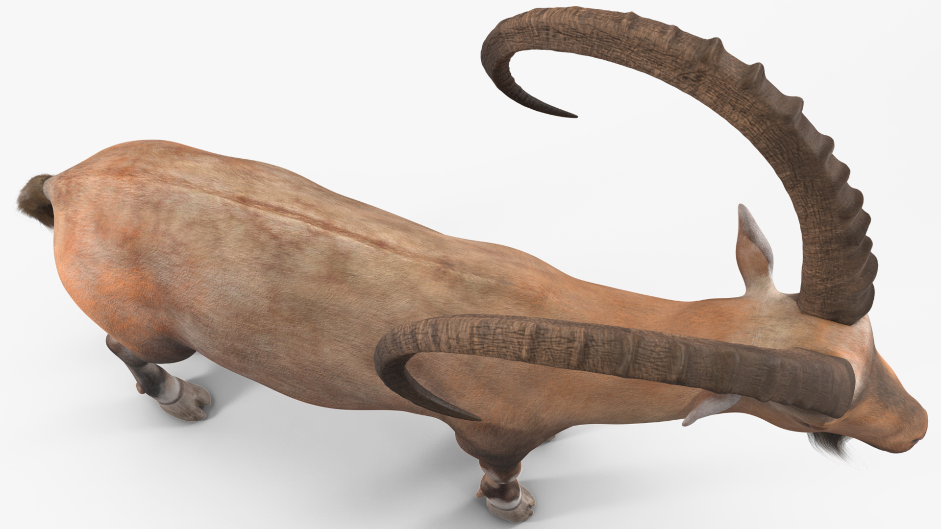 Alpine Ibex Rigged for Maya 3D