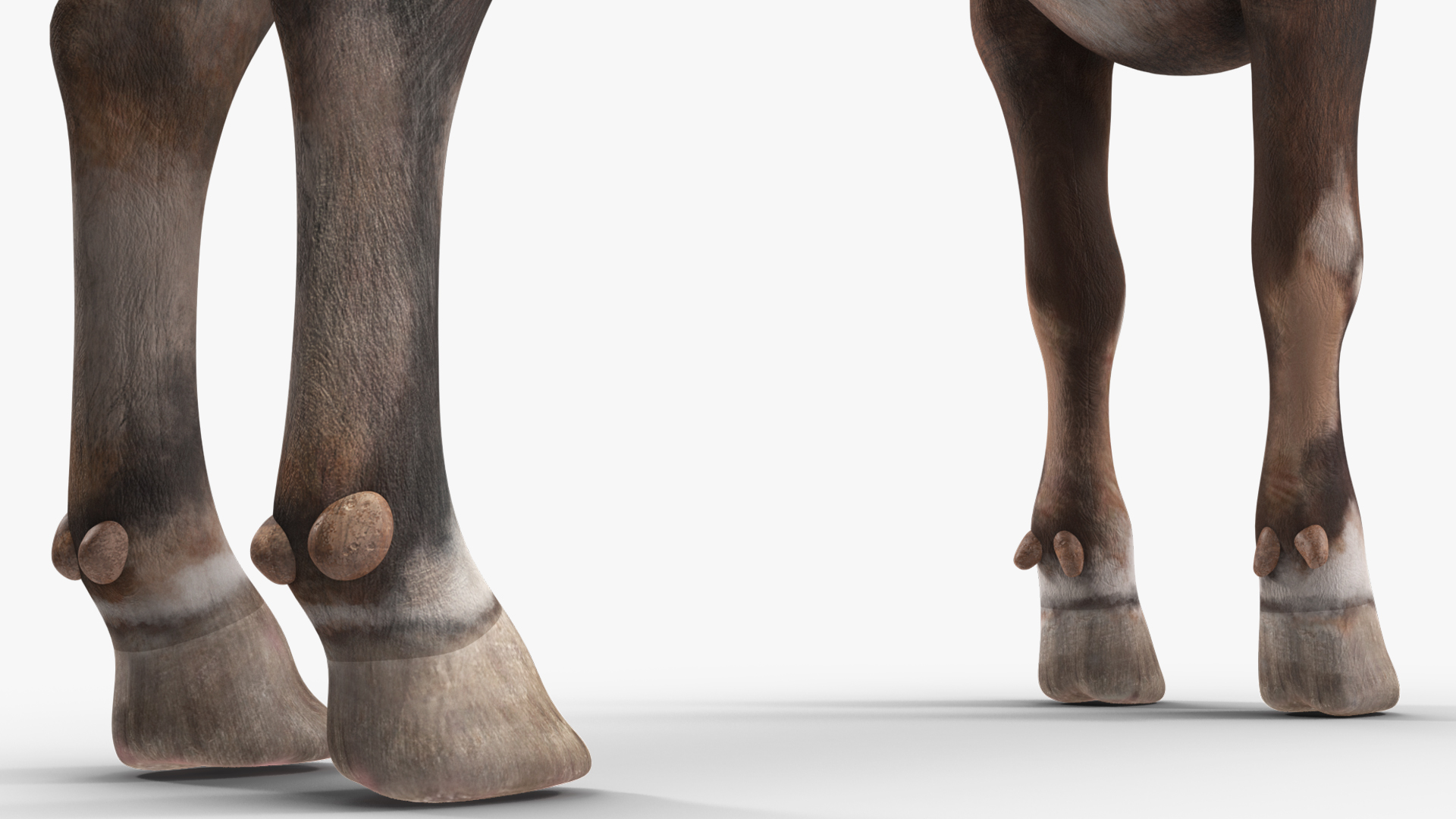 Alpine Ibex Rigged for Maya 3D