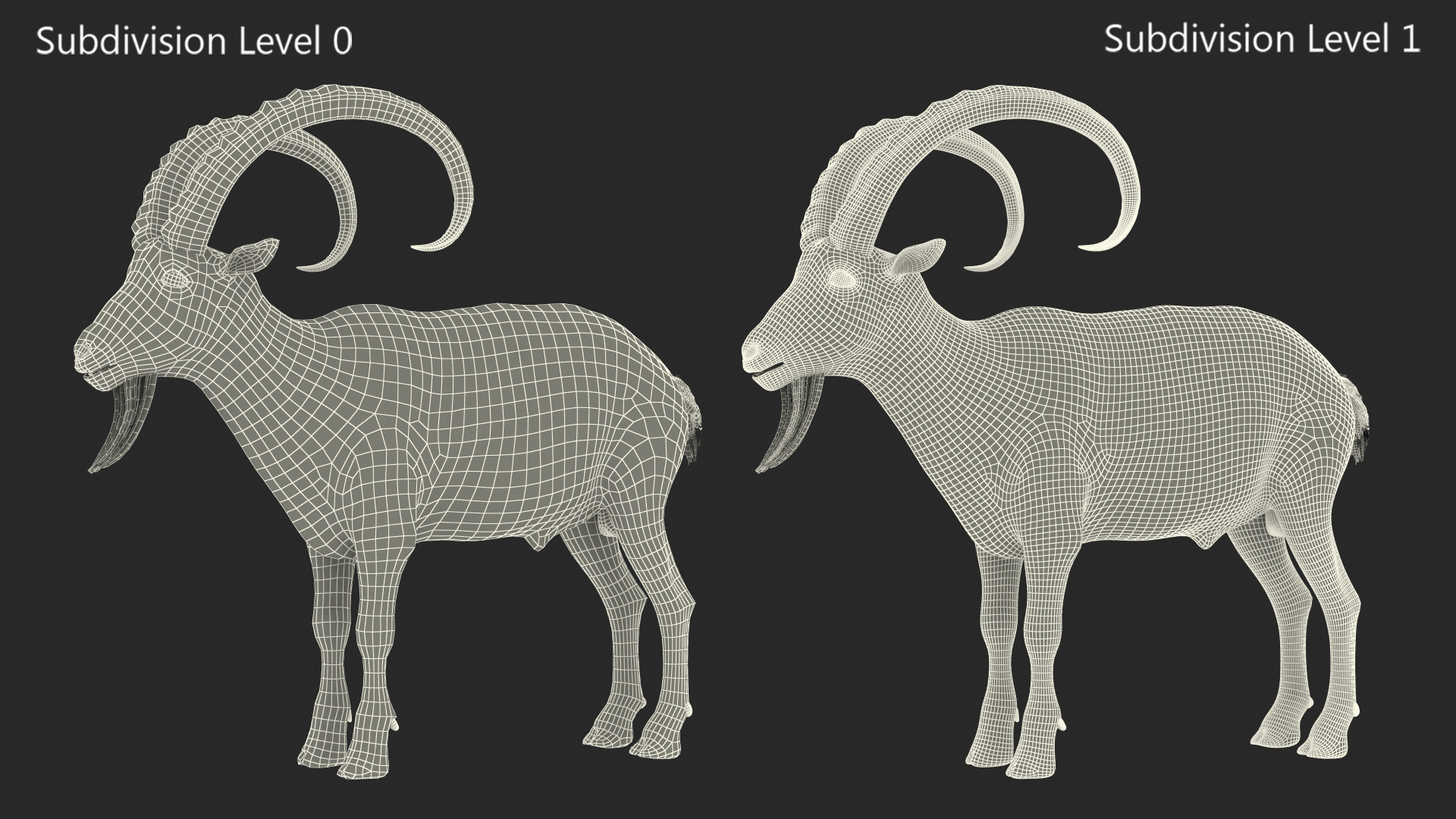 Alpine Ibex Rigged for Maya 3D