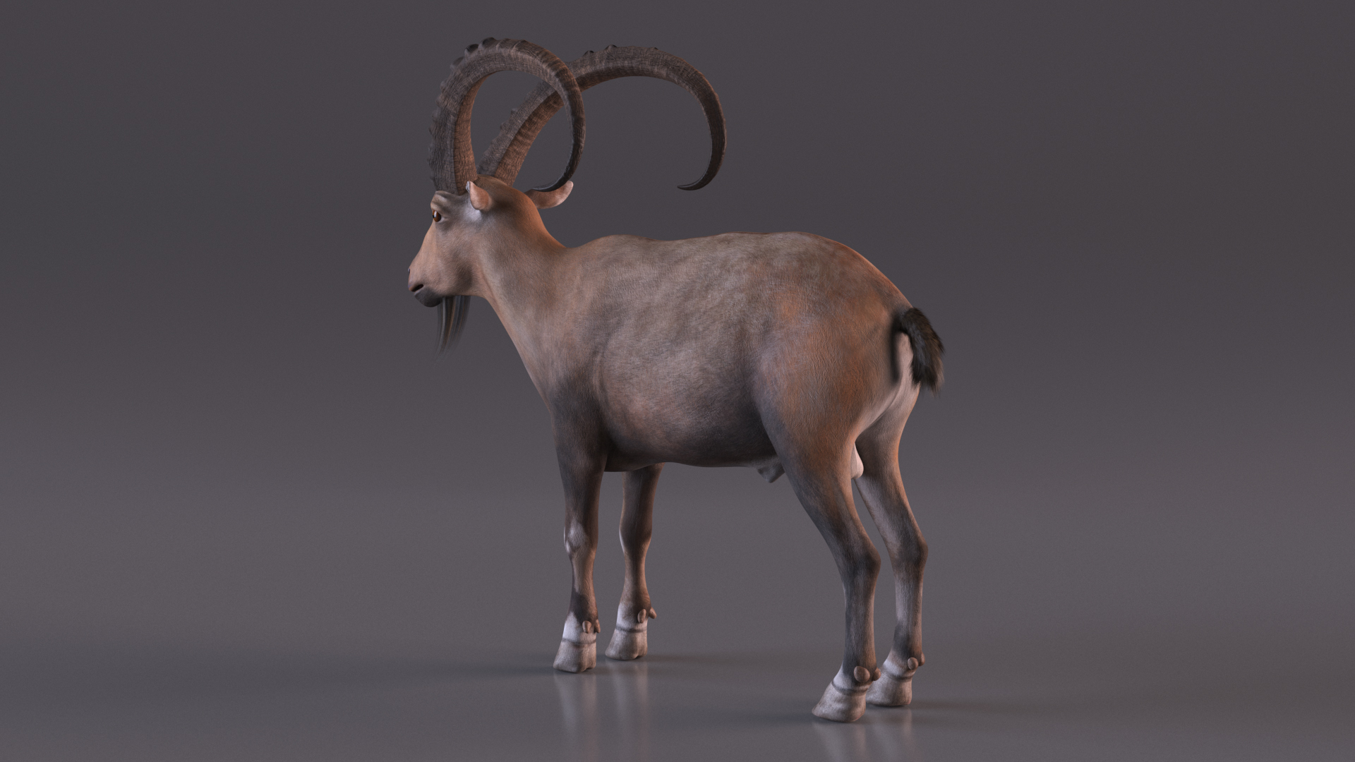Alpine Ibex Rigged for Maya 3D