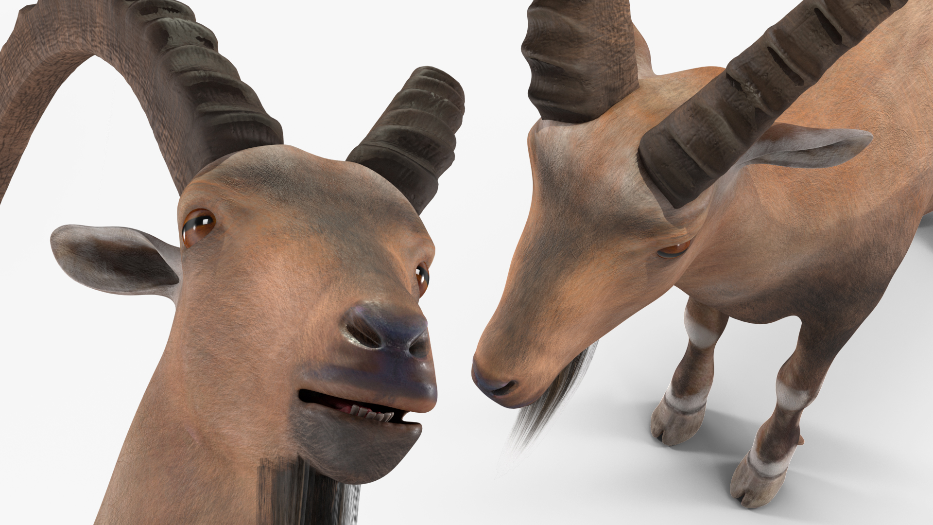 Alpine Ibex Rigged for Maya 3D
