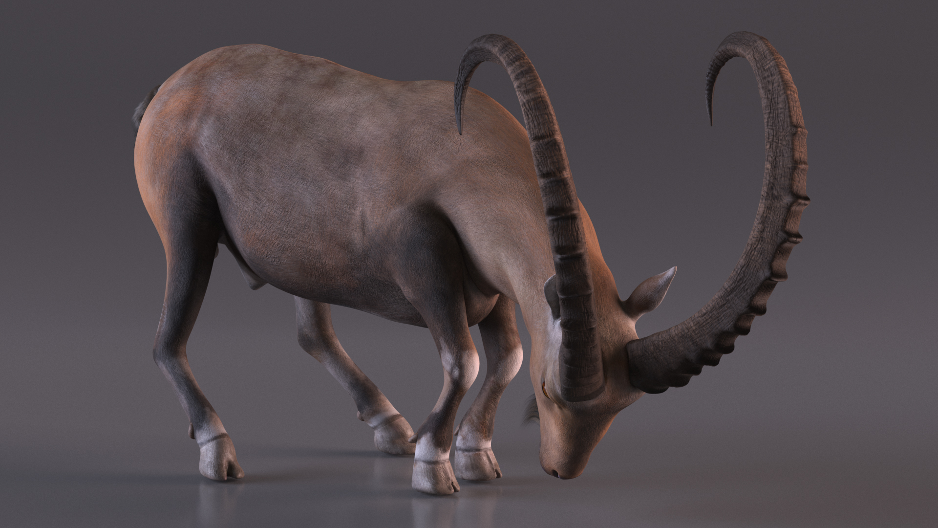 Alpine Ibex Rigged for Maya 3D