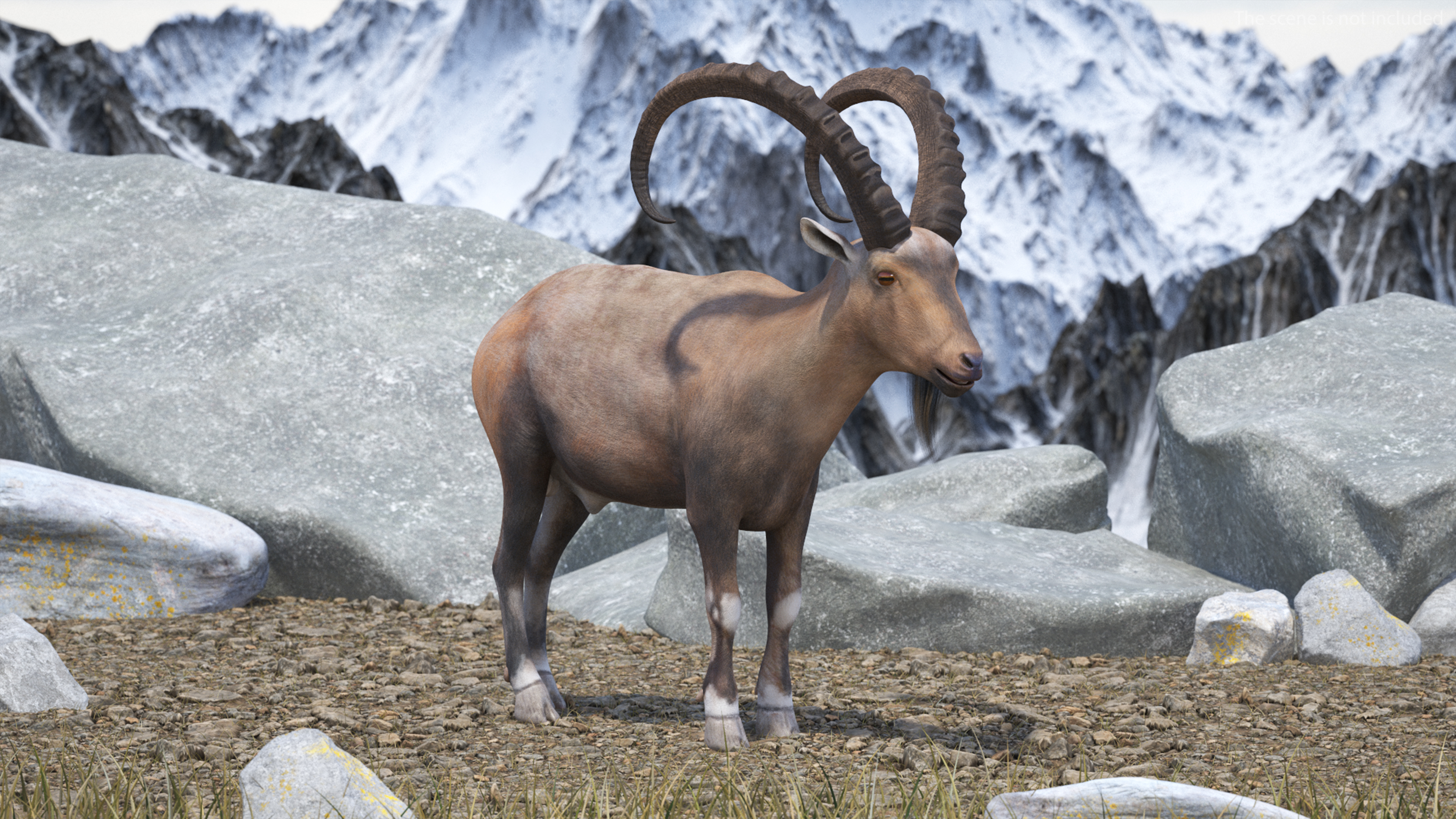 Alpine Ibex Rigged for Maya 3D