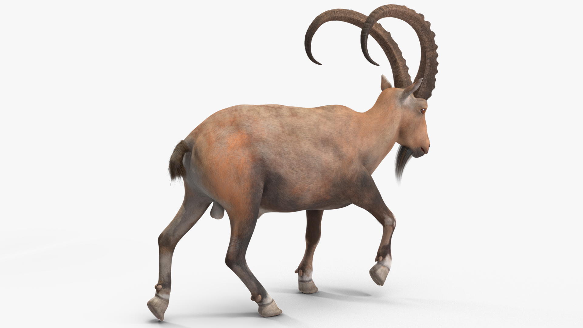Alpine Ibex Rigged for Maya 3D