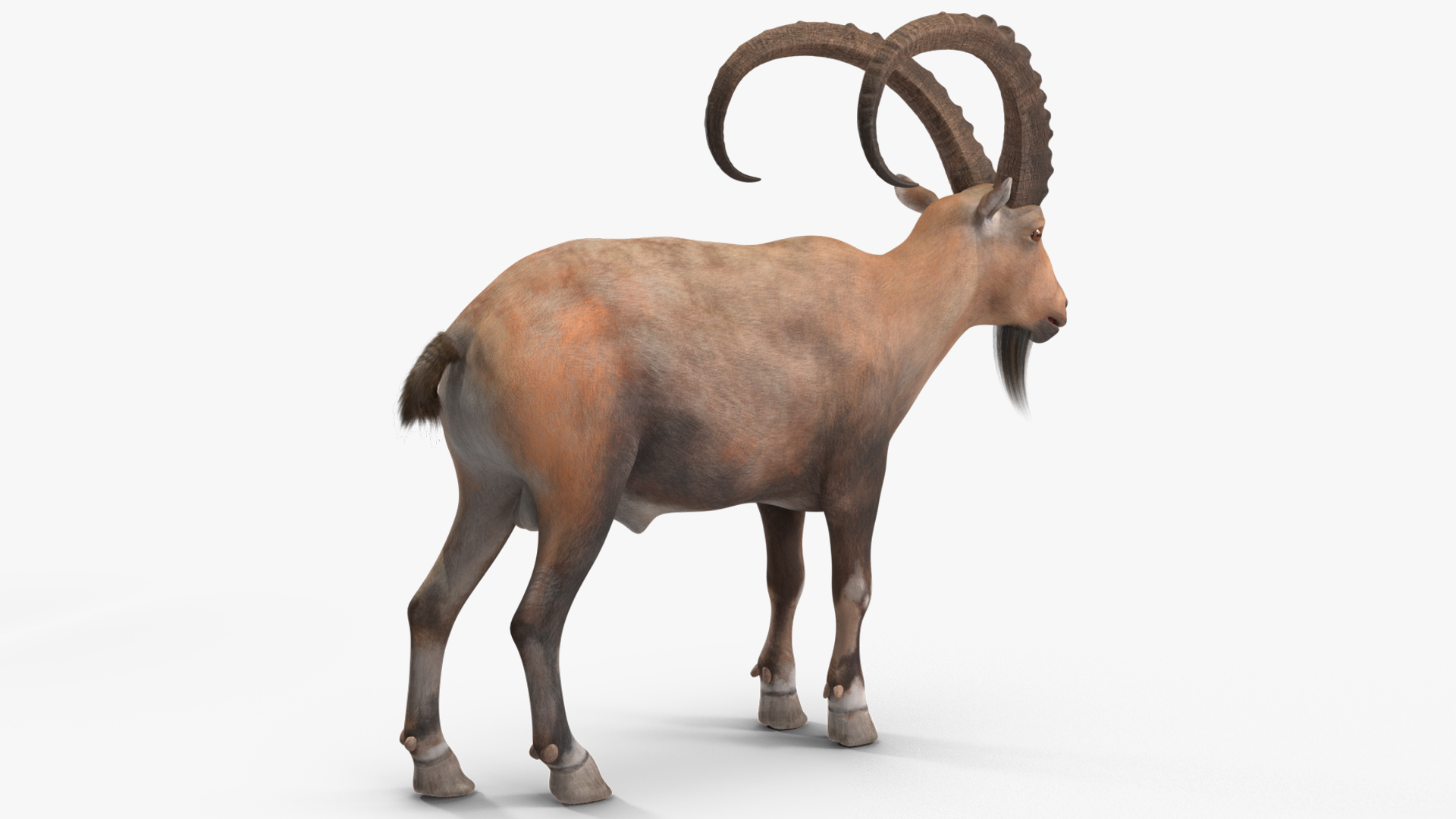Alpine Ibex Rigged for Maya 3D