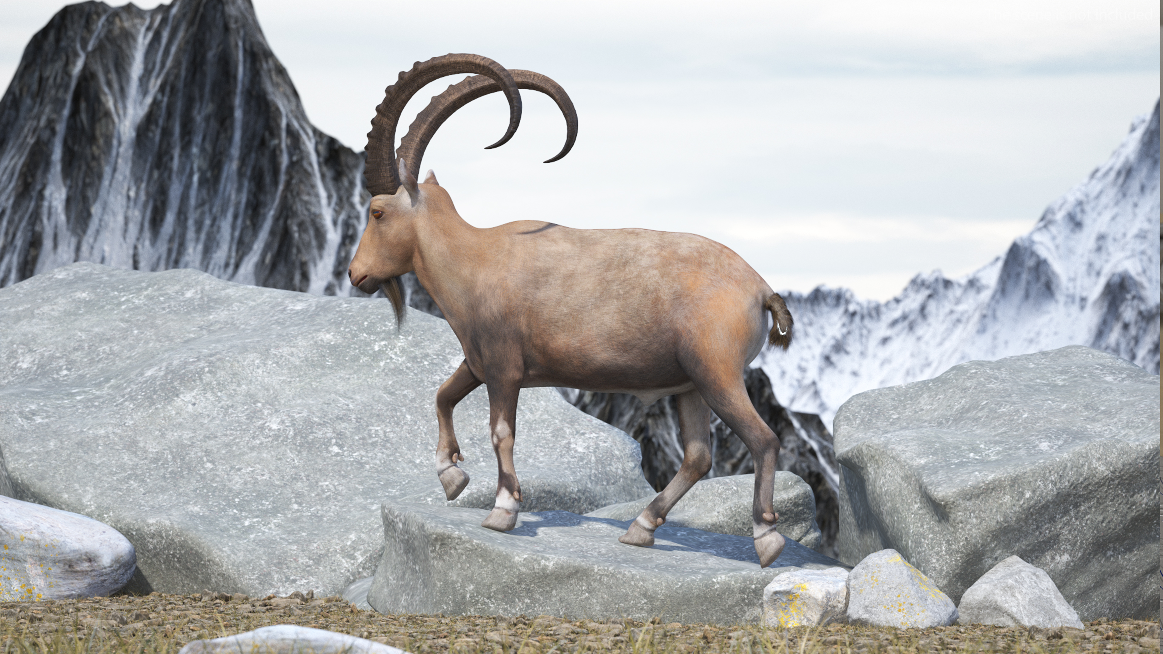 Alpine Ibex Rigged for Maya 3D