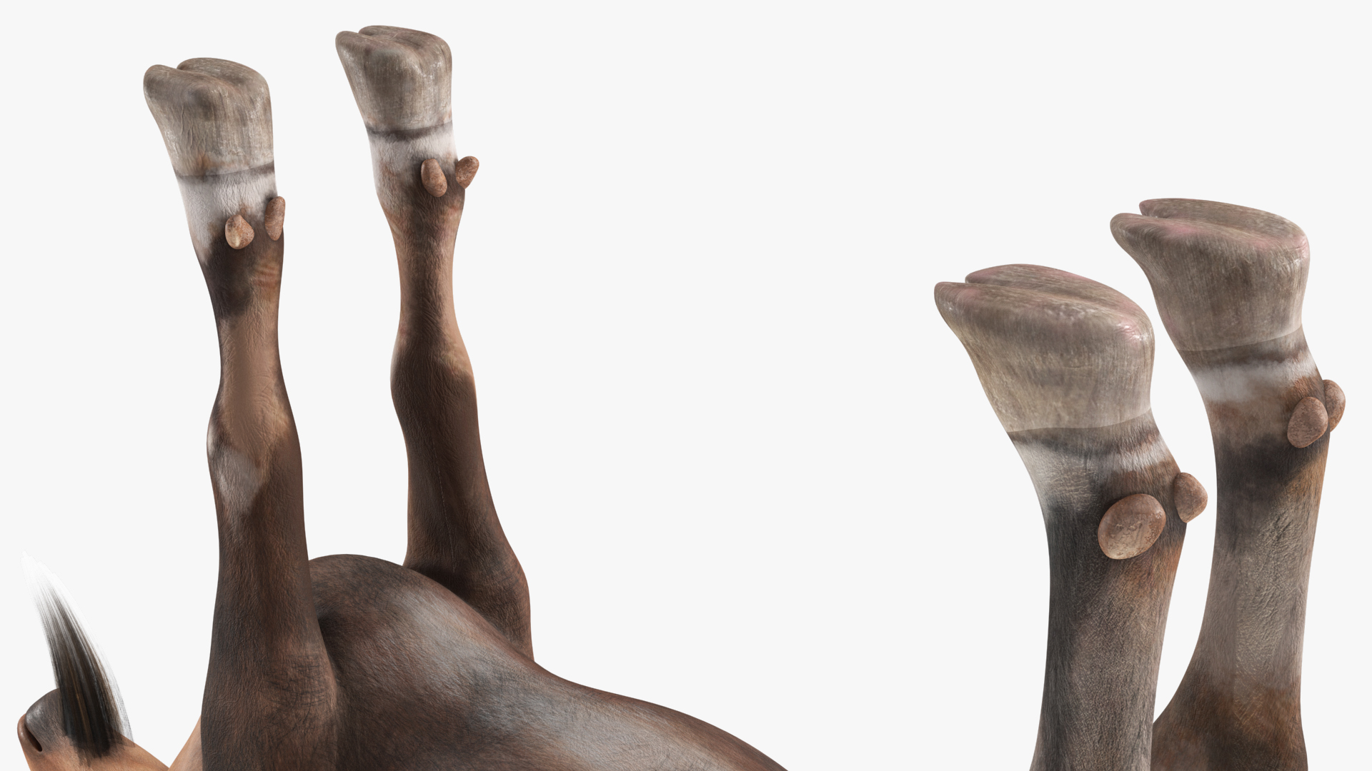 Alpine Ibex Rigged for Maya 3D