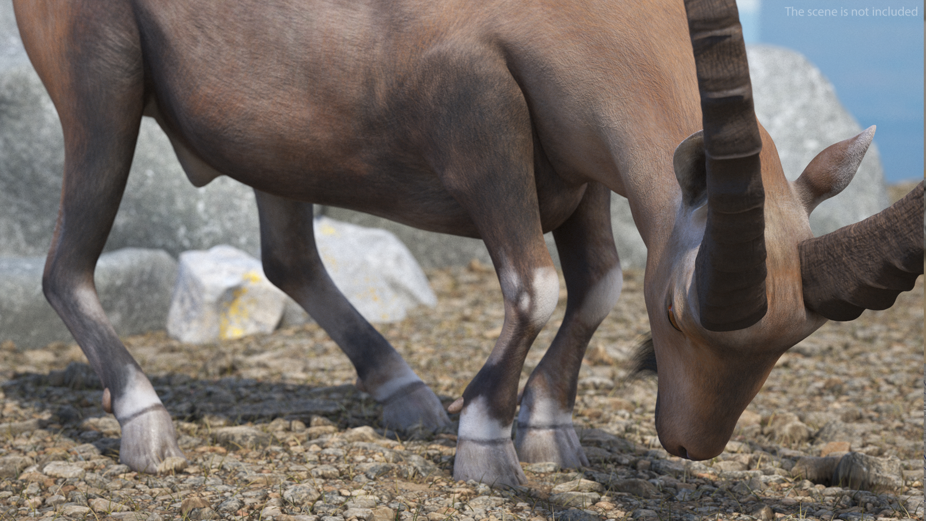 Alpine Ibex Rigged for Maya 3D