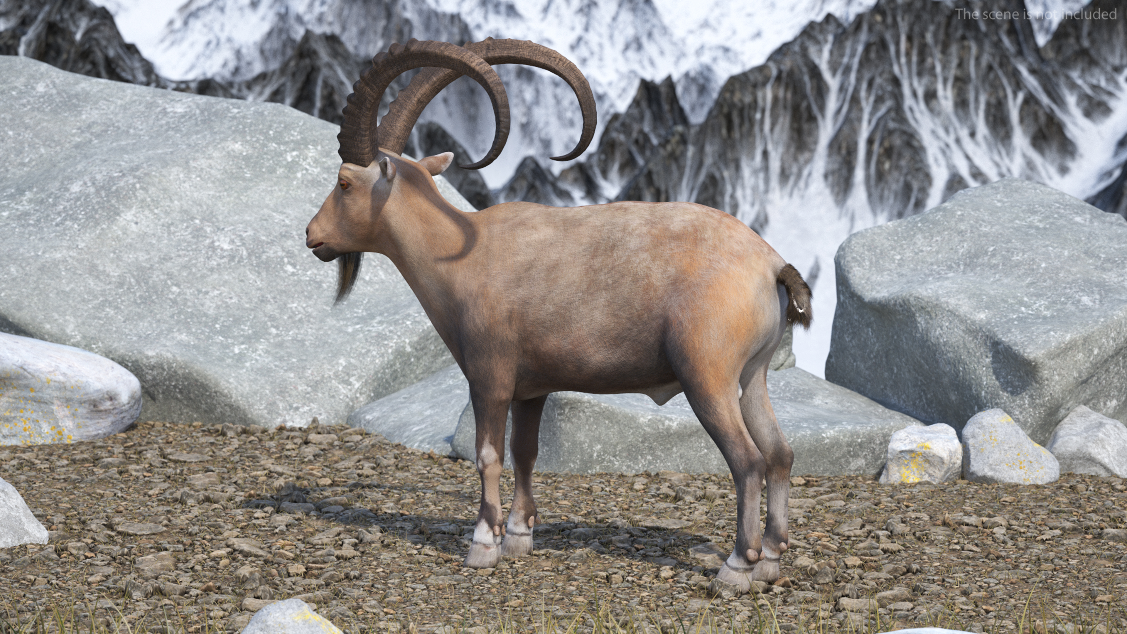 Alpine Ibex Rigged for Maya 3D