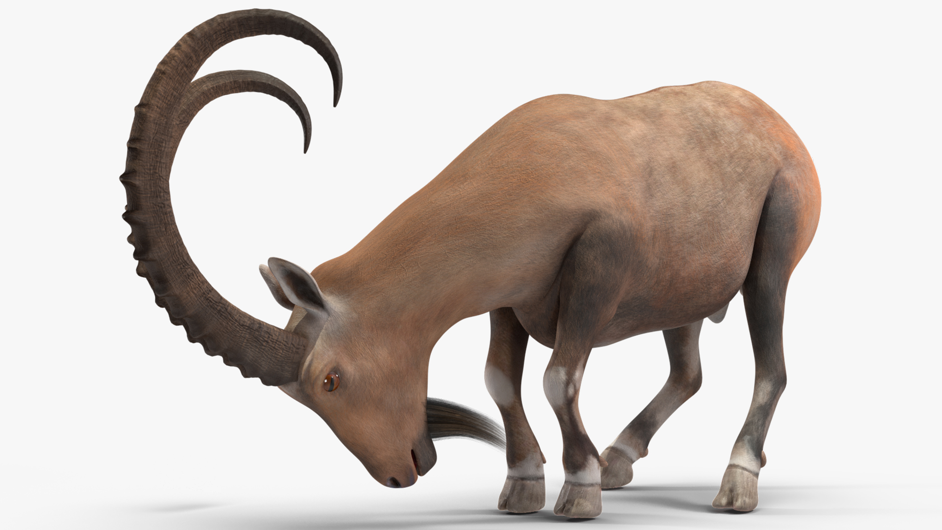 Alpine Ibex Rigged for Maya 3D