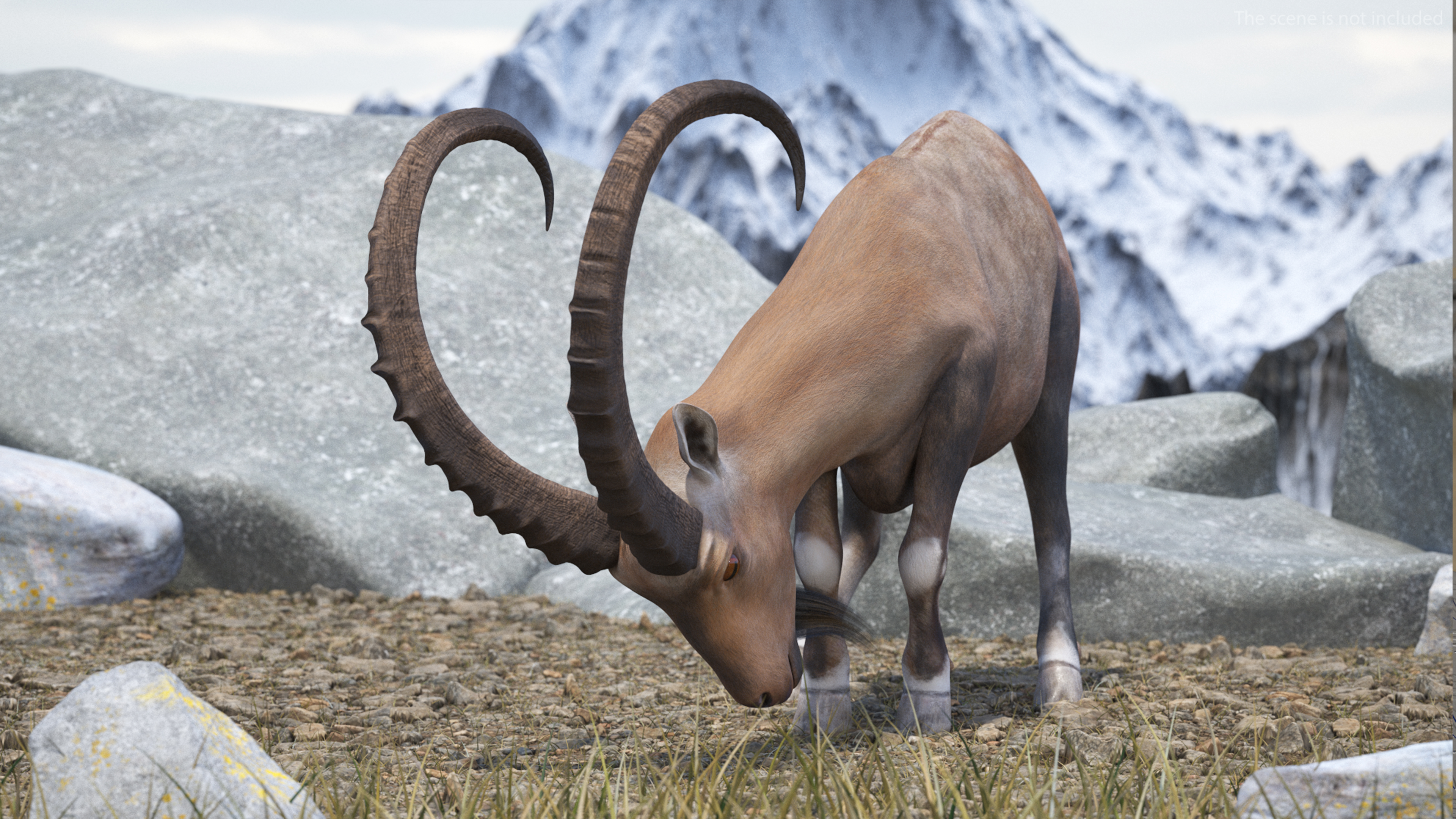 Alpine Ibex Rigged for Maya 3D