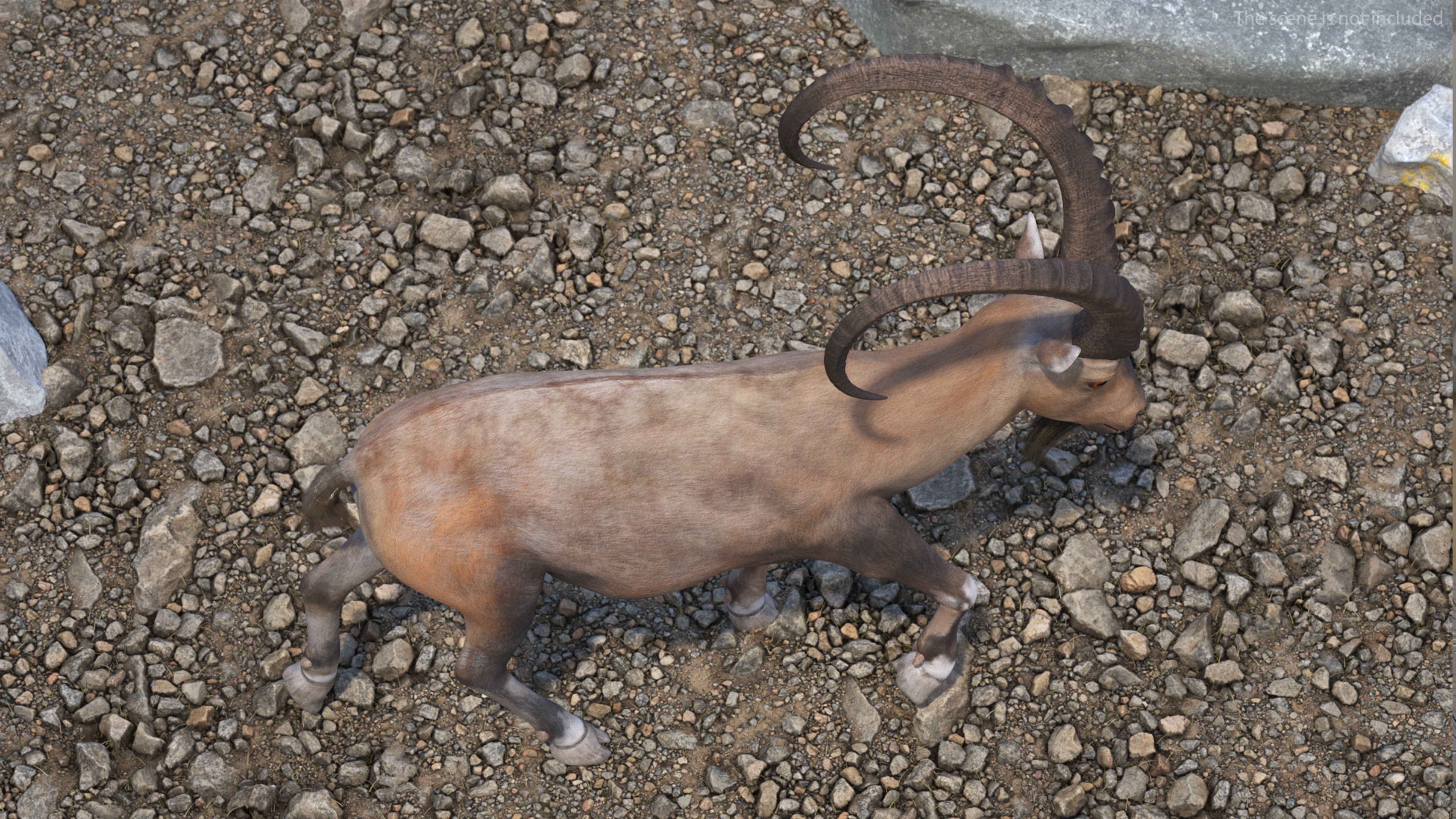 Alpine Ibex Rigged for Maya 3D