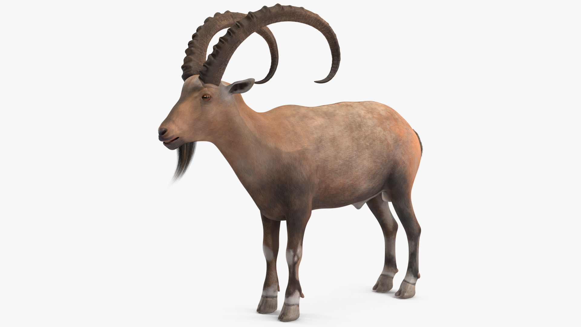 Alpine Ibex Rigged for Maya 3D