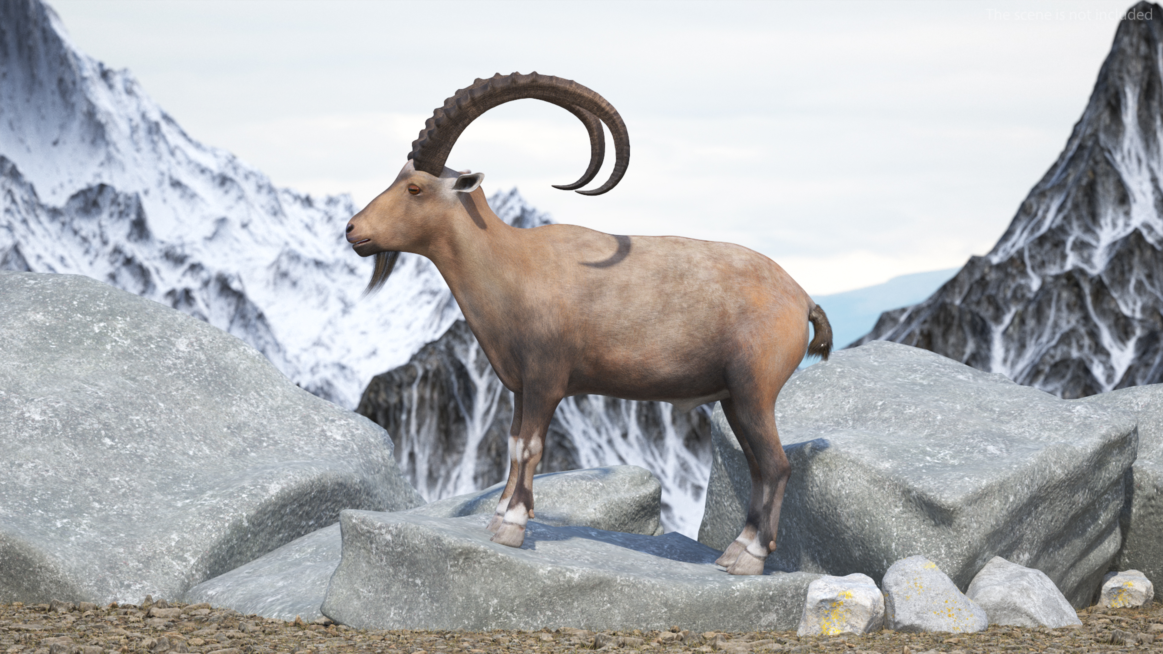 Alpine Ibex Rigged for Maya 3D