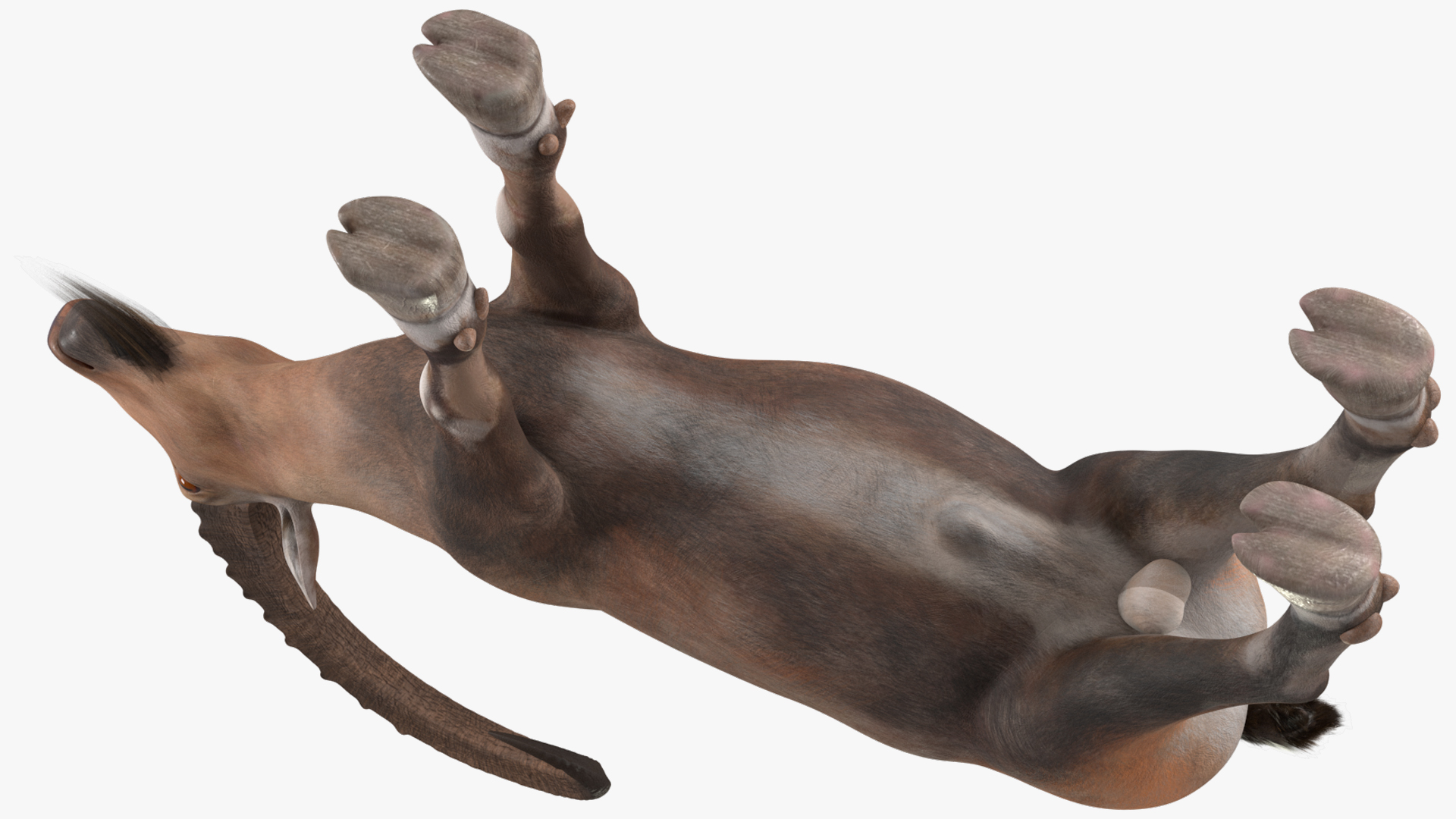 Alpine Ibex Rigged for Maya 3D
